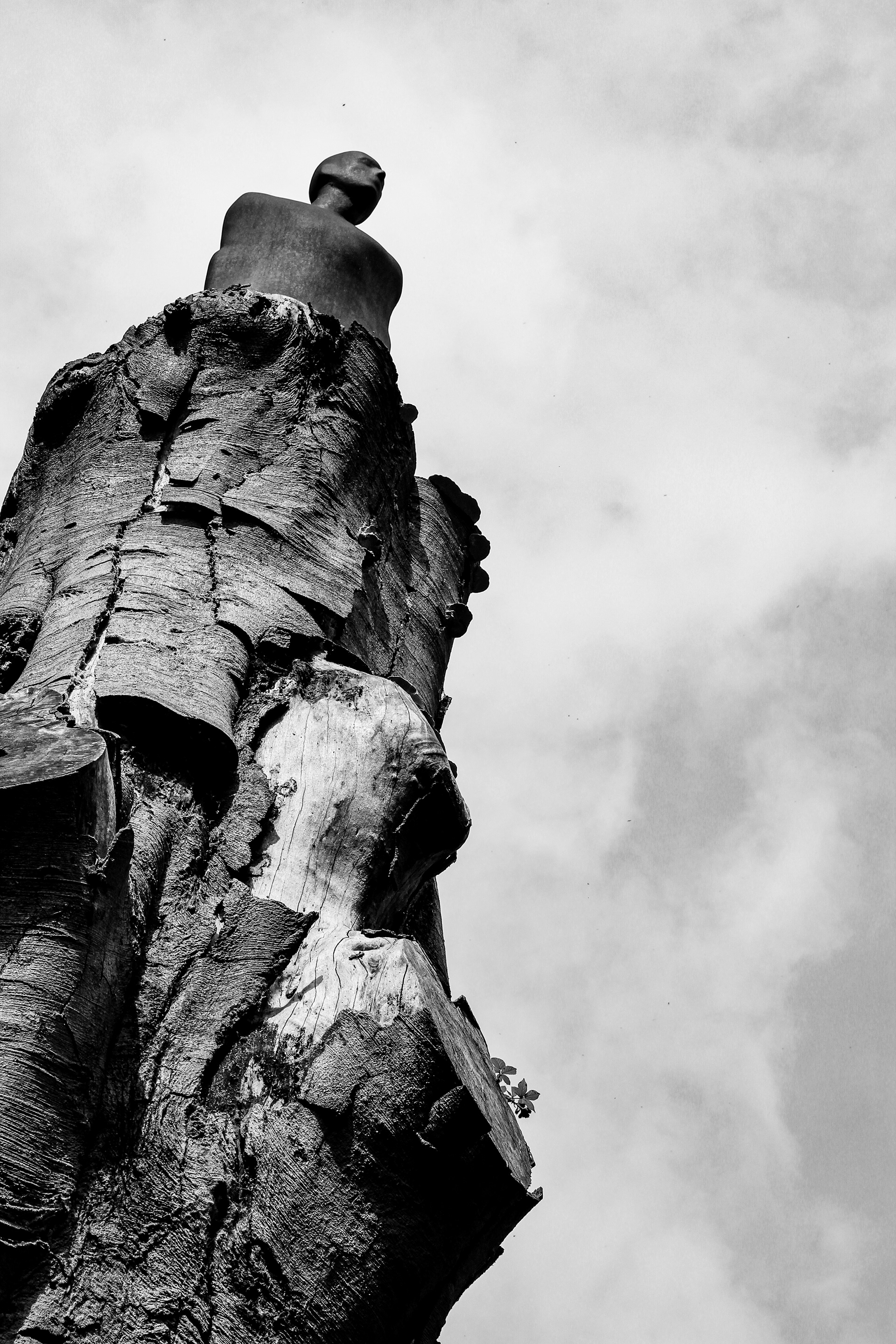 Looking Wooden. Yorkshire Sculpture Park, August 2017.