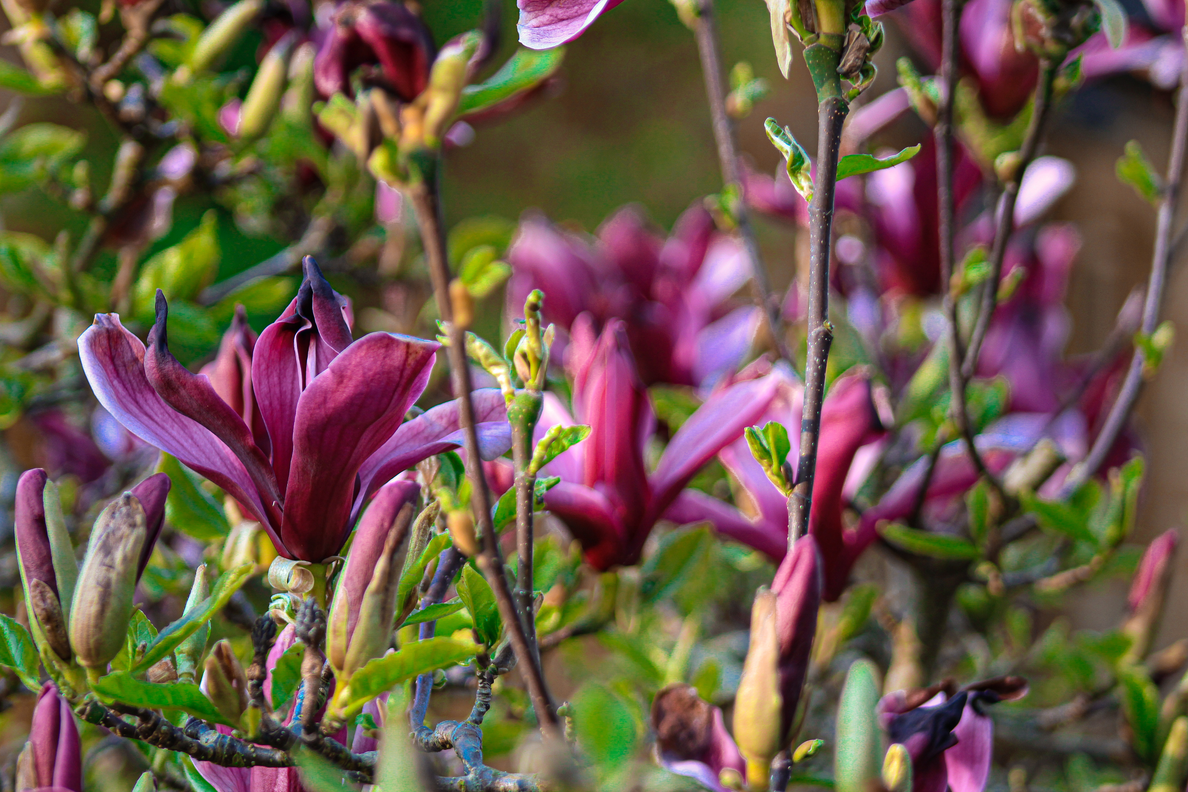Purple Flower. Bloxham, Oxfordshire. April 2019.