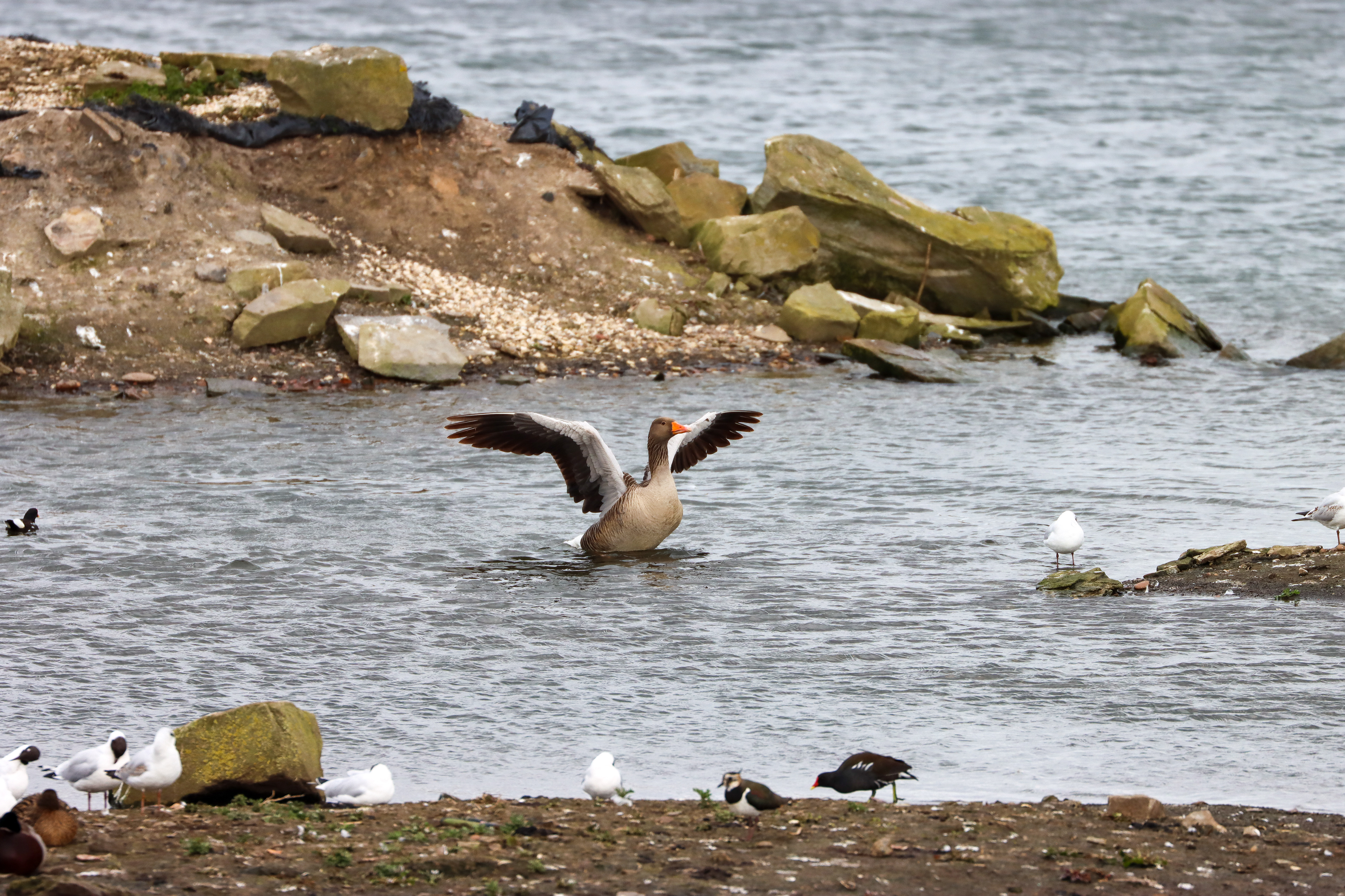 Greylag Goose. Anglers Country Park. March 2022.