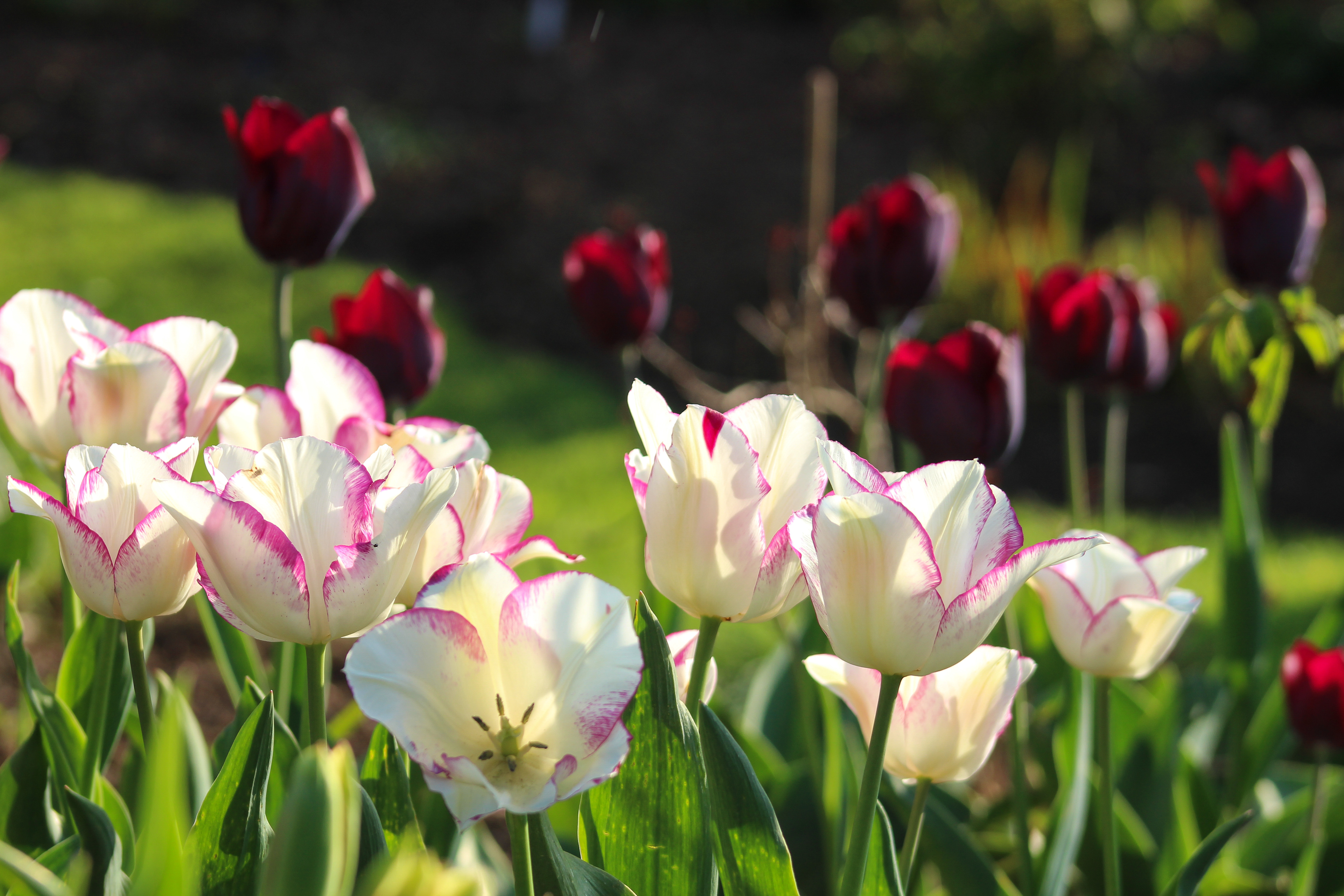 Light and Dark. Bloxham, Oxfordshire. April 2019.