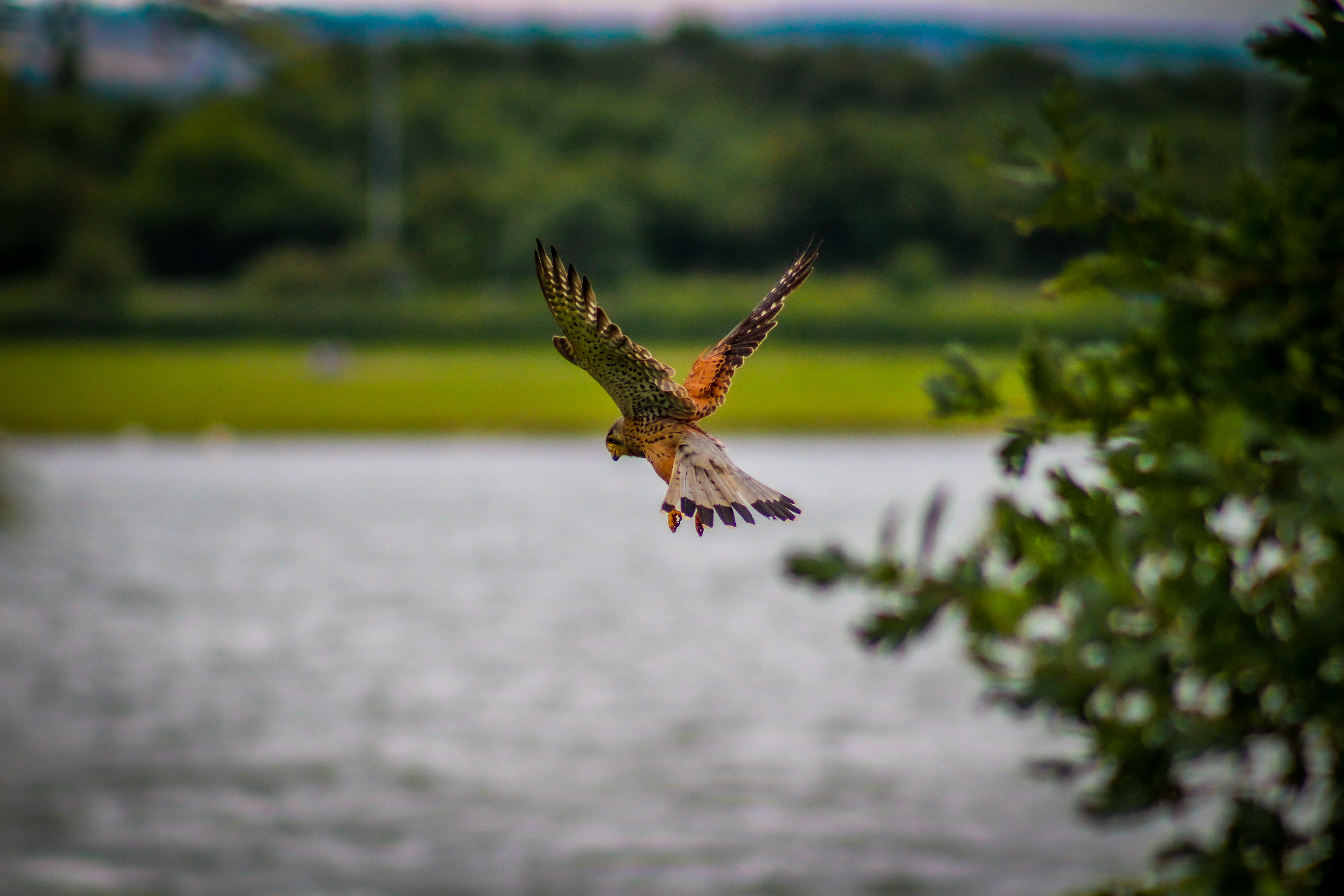 The Hovering Kestrel. Pugney's Country Park, Wakefield. July 2020.