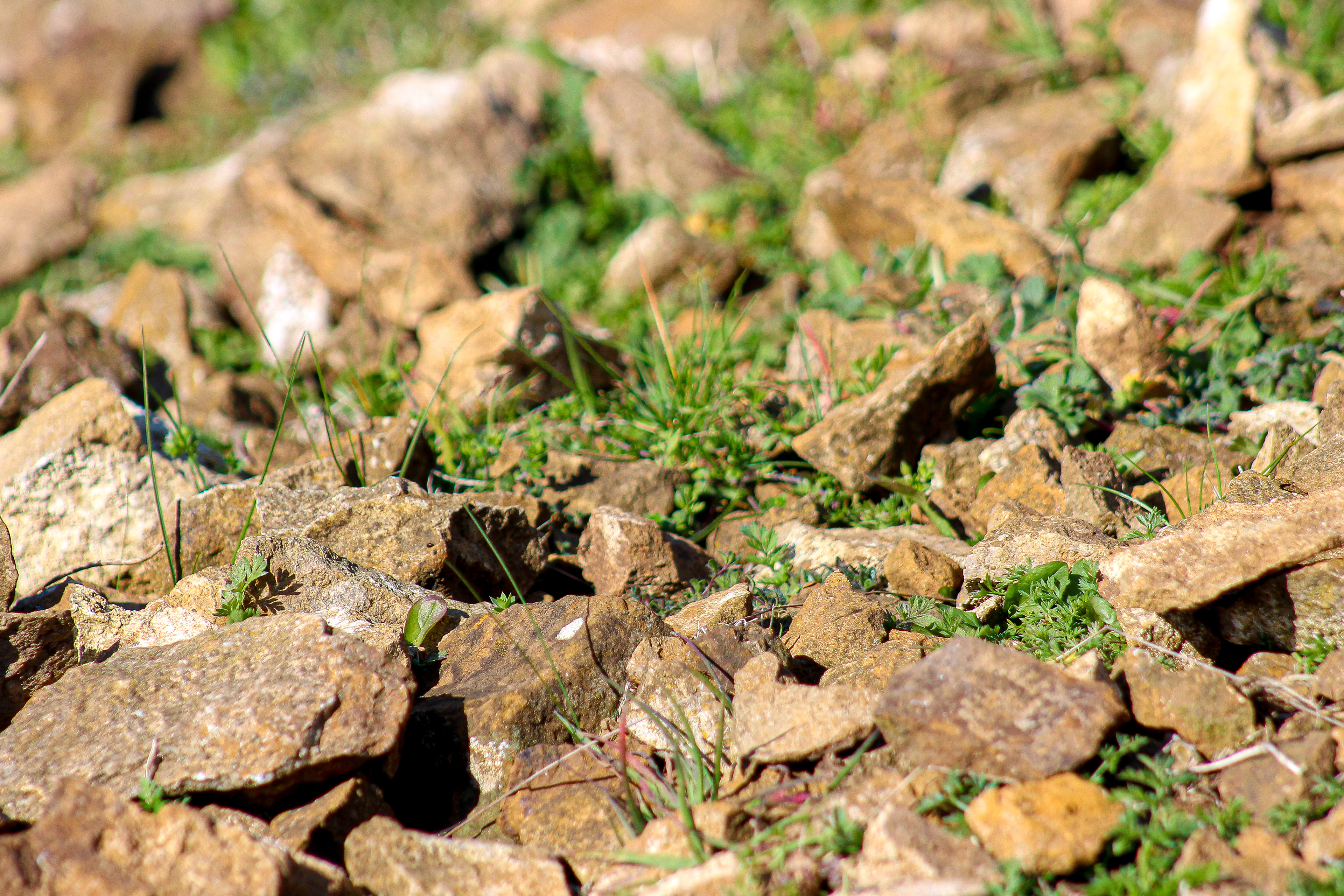 Sharp Rocks. Burton Dassett Hills Country Park,  Warwickshire. April 2019.