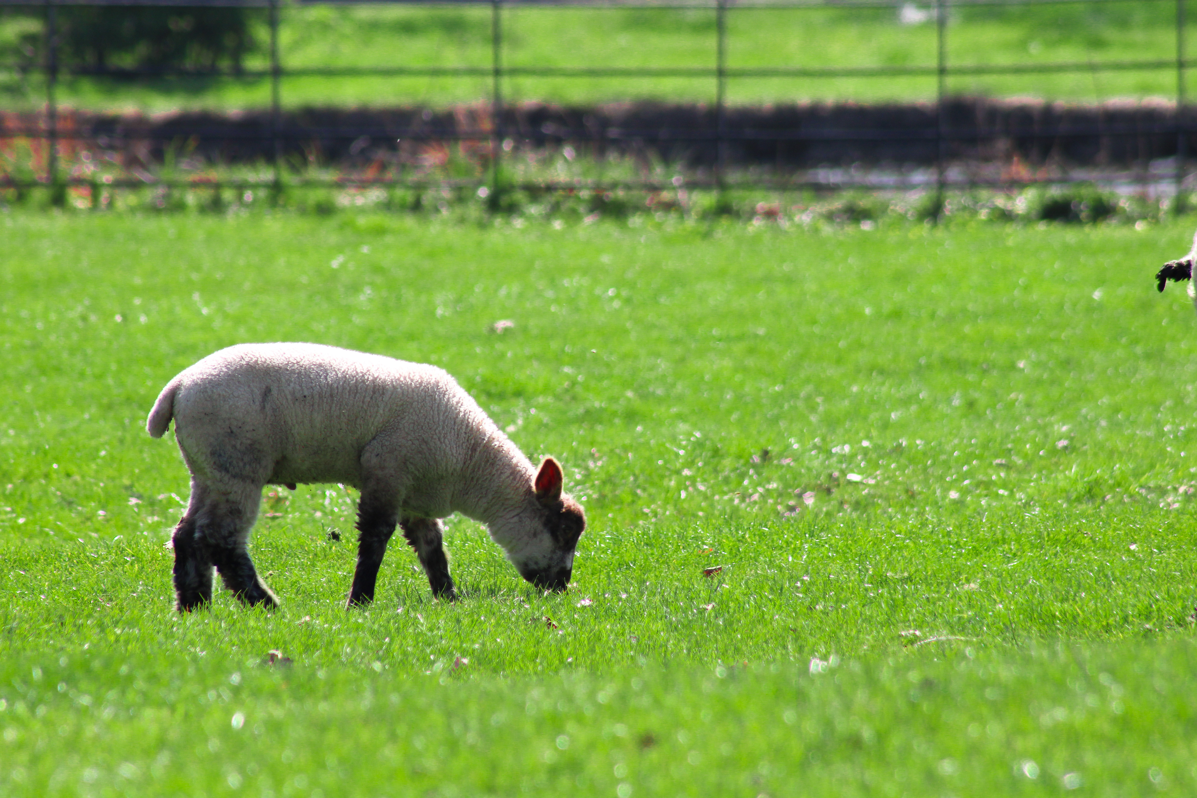 A lamb munching, Broughton Castle, Oxfordshire. April 2019.