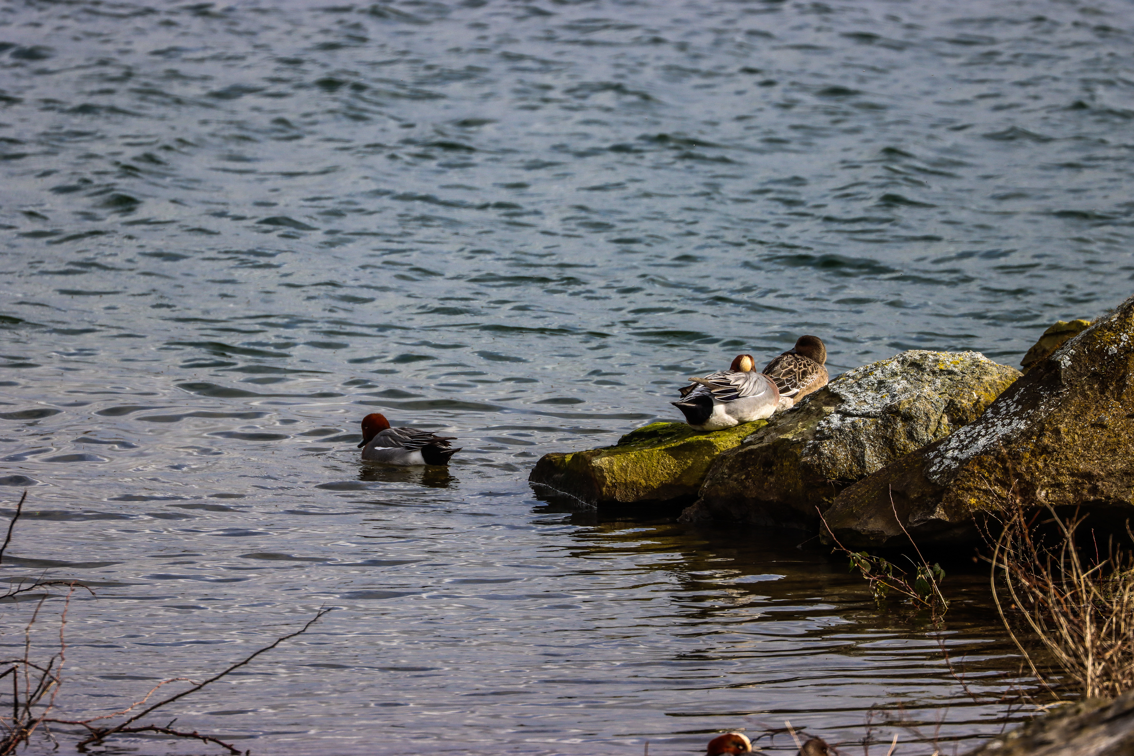 On The Rocks. Anglers Country Park. March 2022.