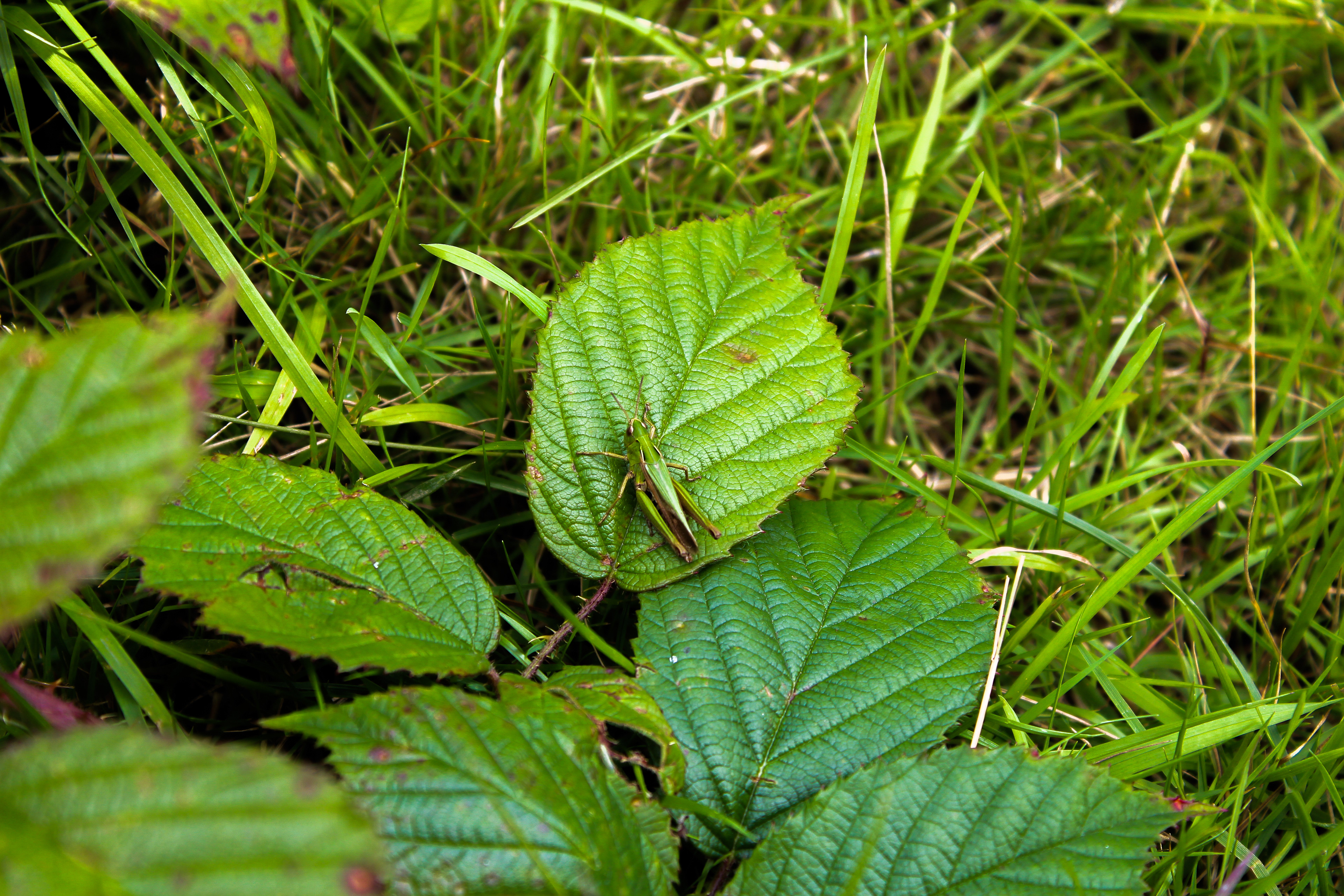 Grasshopper. Yorkshire Sculpture Park, August 2017.