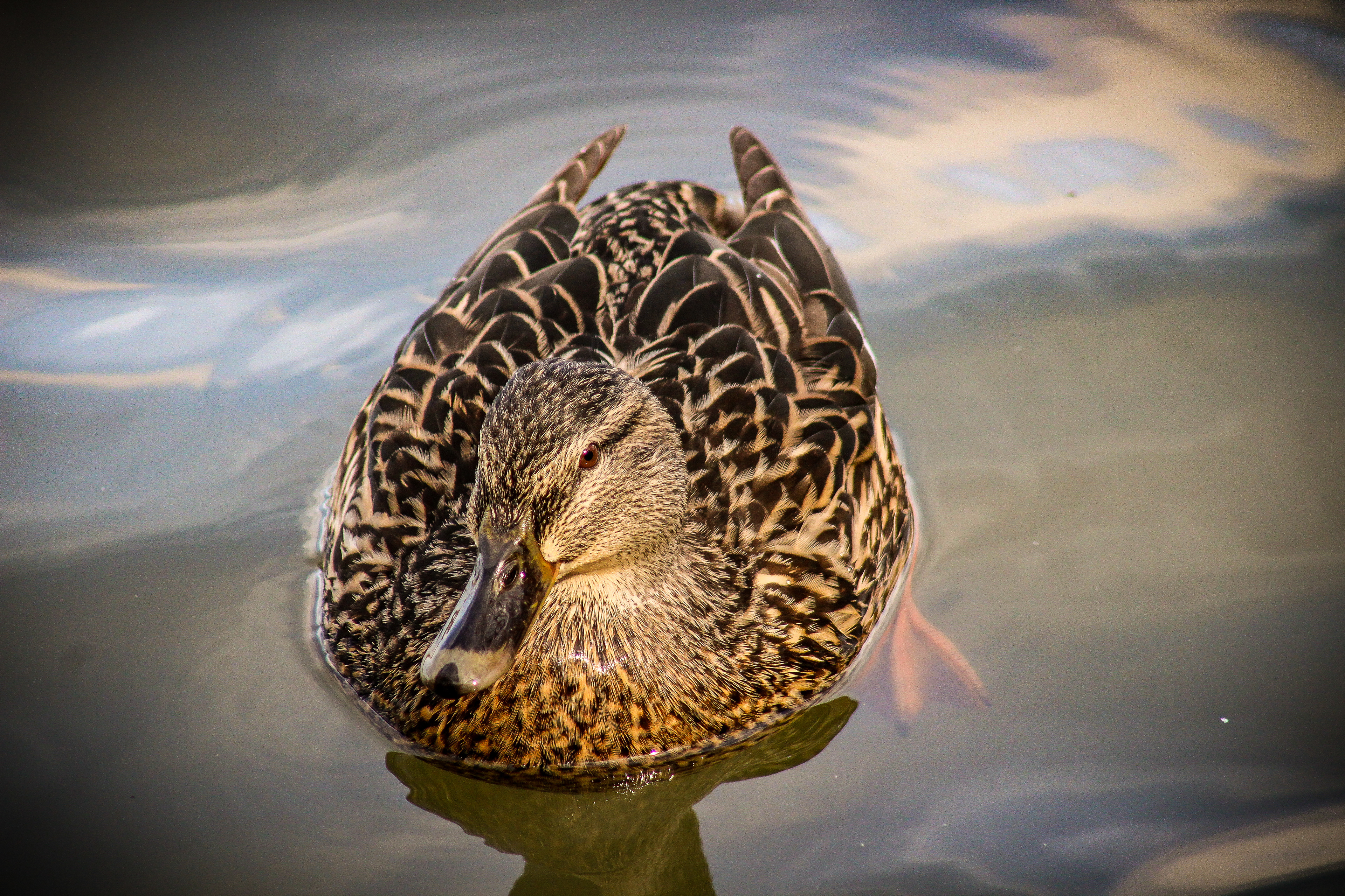 Female Mallard. Newmillerdam, West Yorkshire. March 2020.