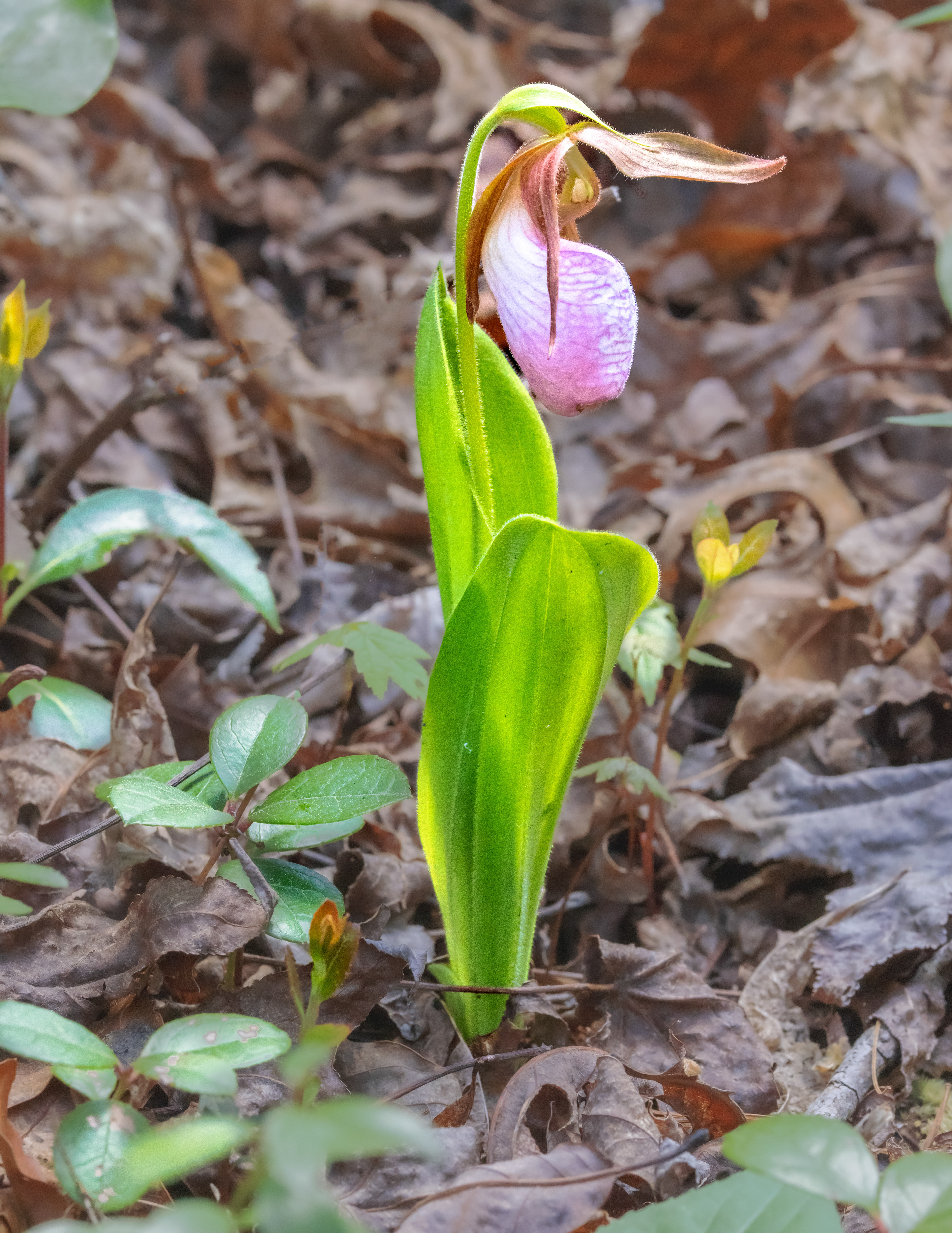 Pink Ladyslipper