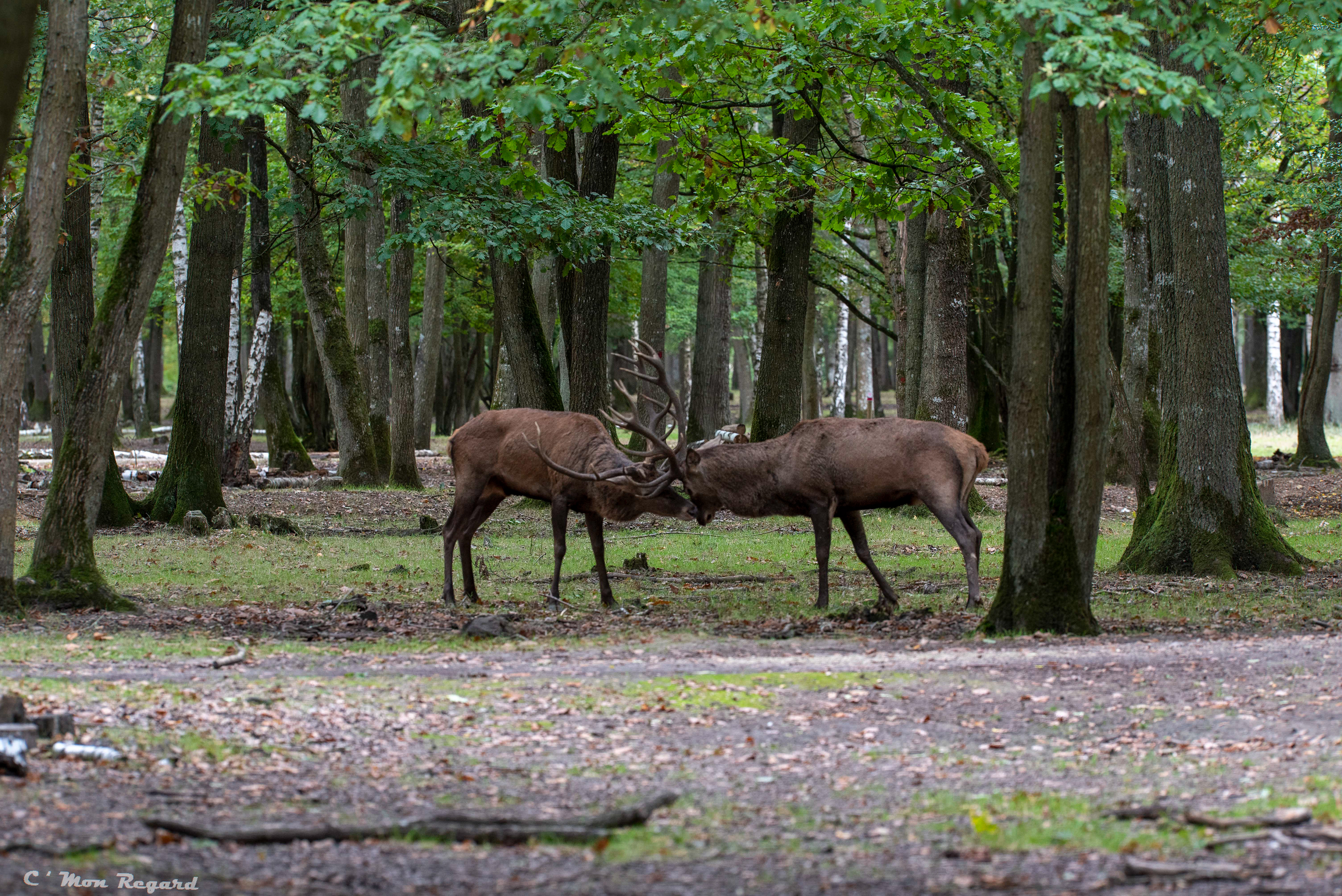 Rambouillet