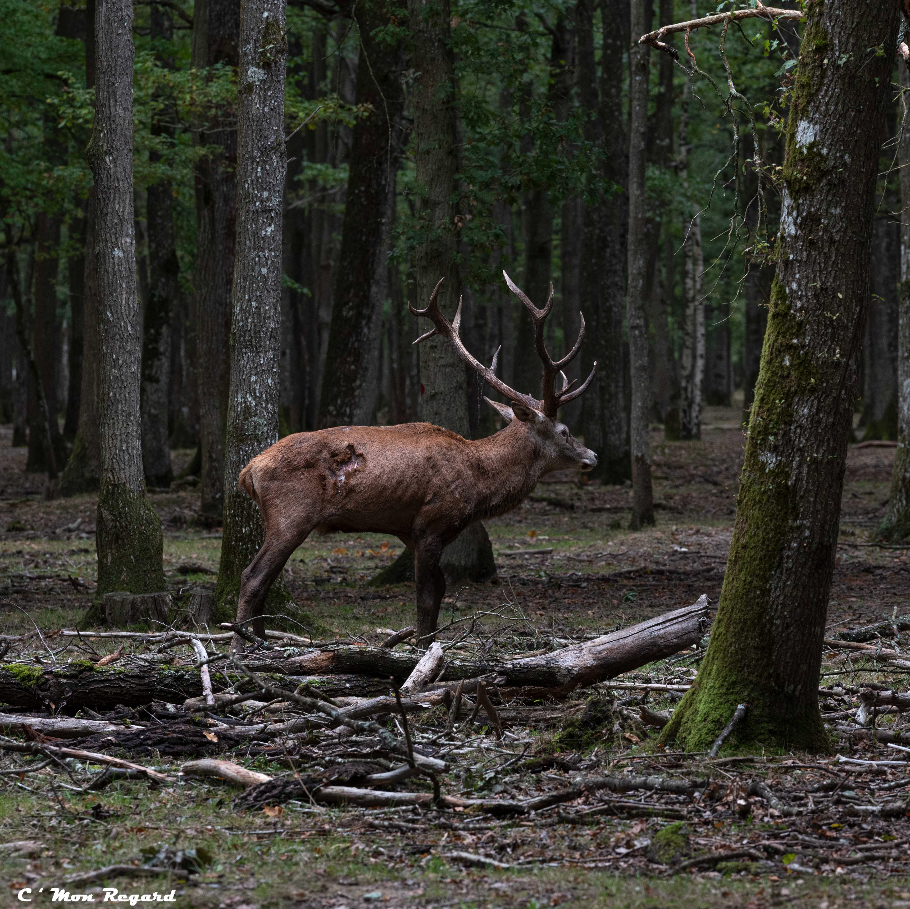 Rambouillet