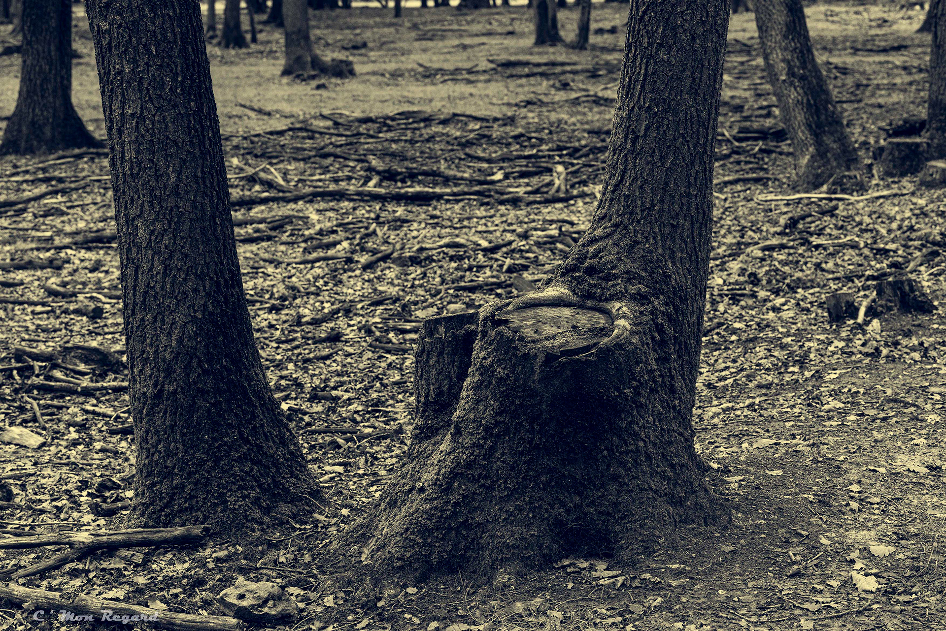 Rambouillet