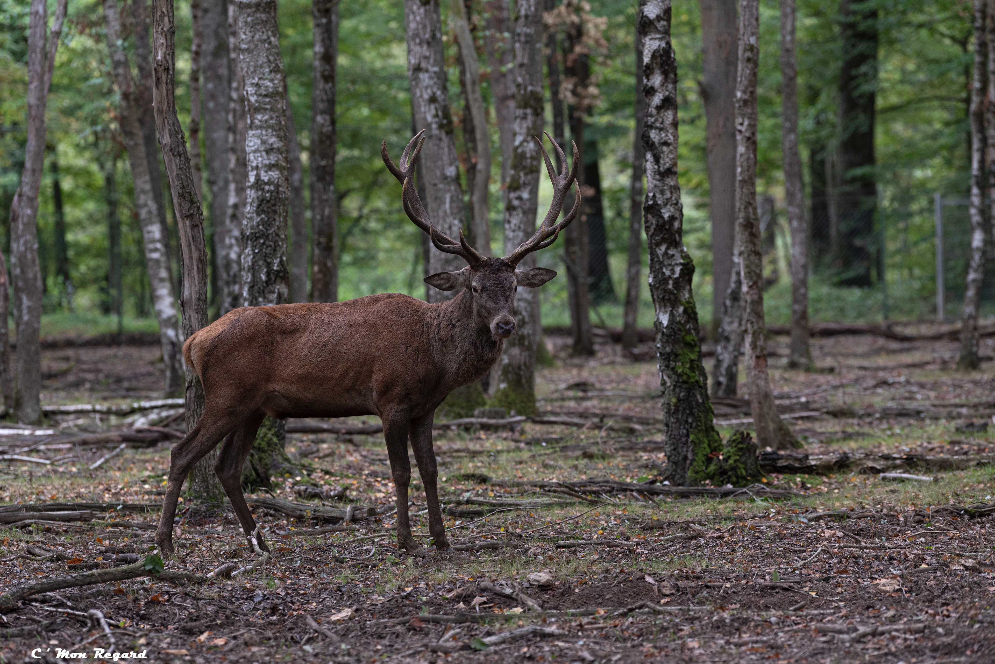 Rambouillet