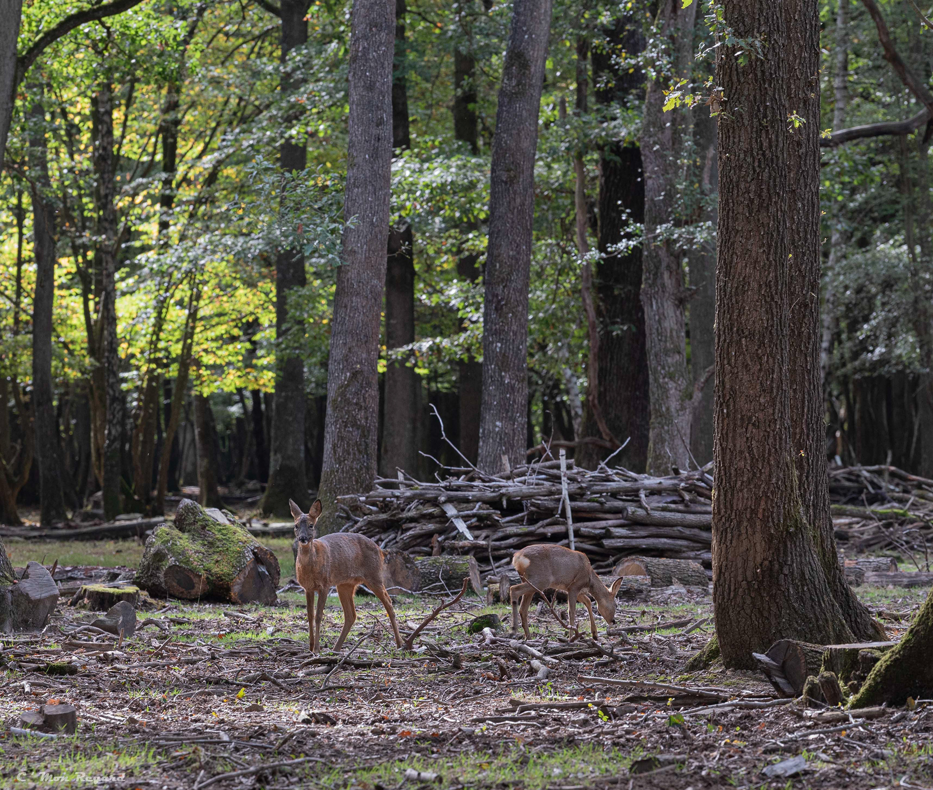 Rambouillet