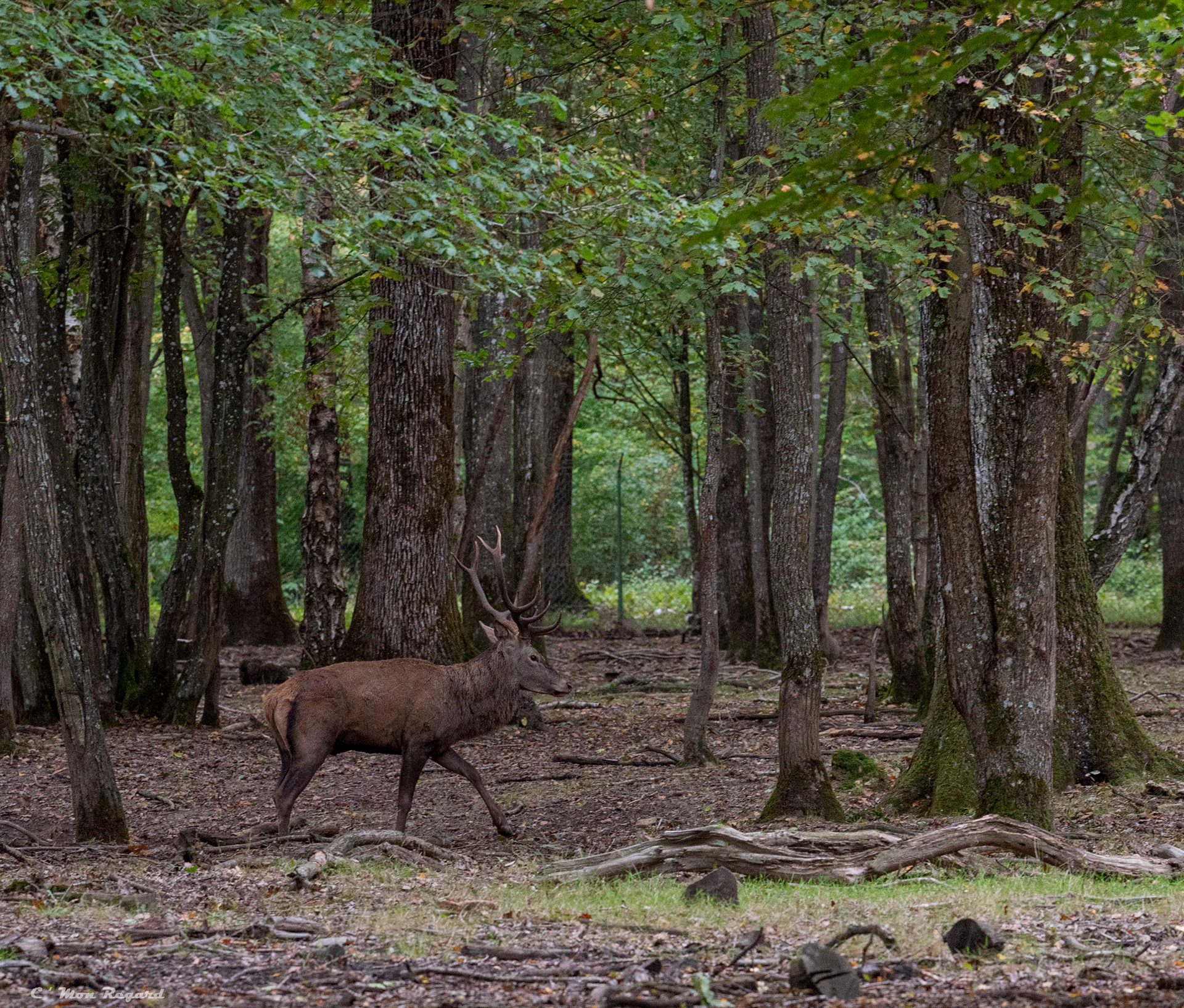 Rambouillet