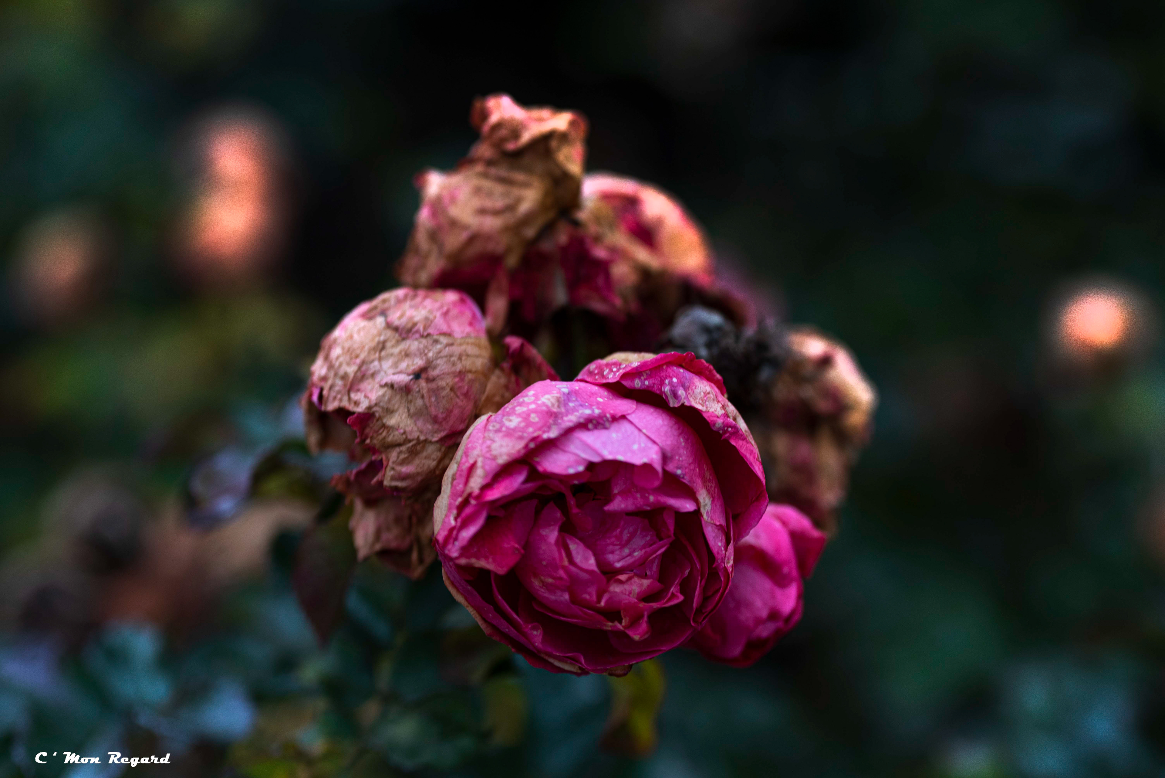 Jardin des Plantes