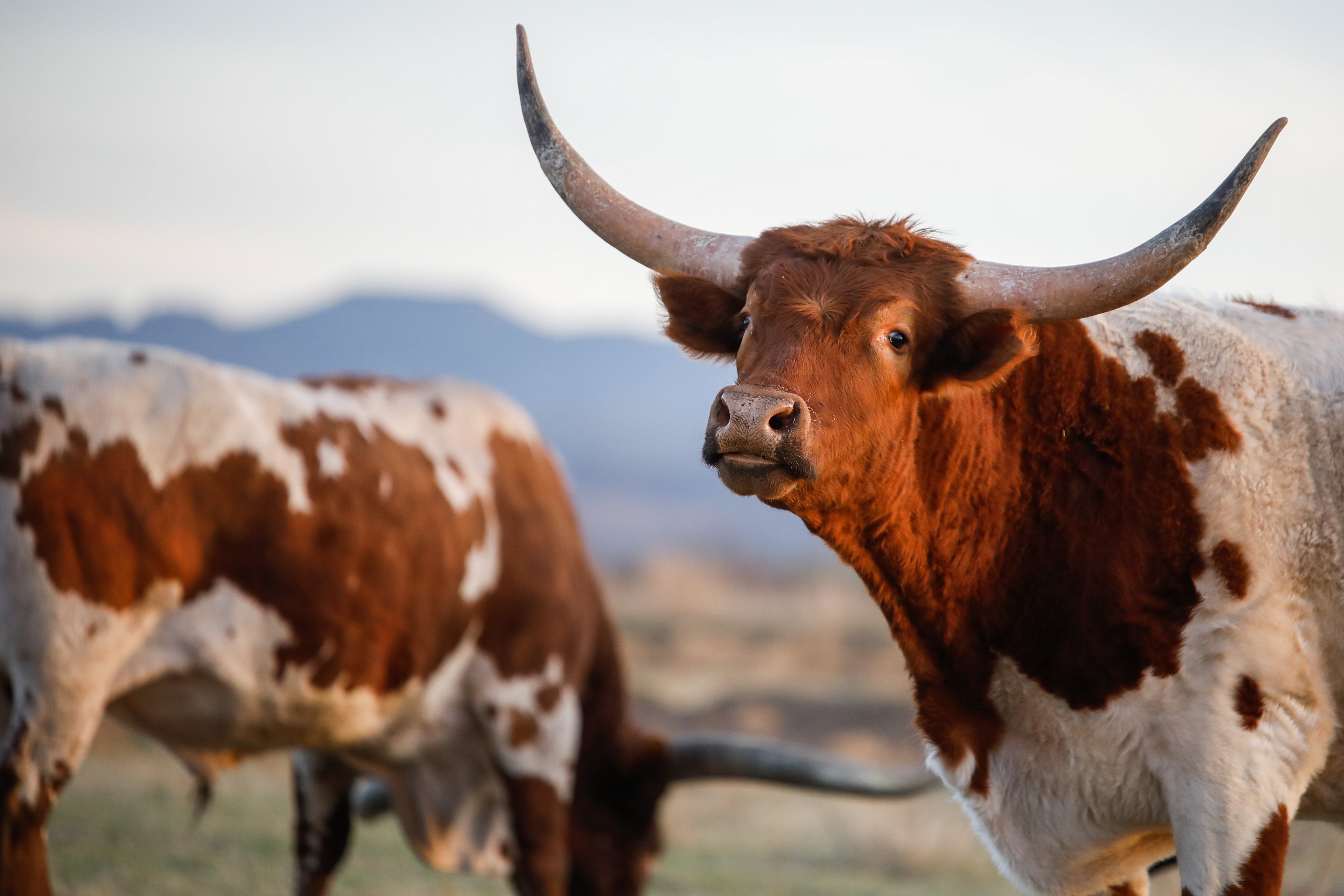 Longhorn cattle graze the land of the Armstrong Family ranch in Balmorhea, Texas, March 11, 2024. 