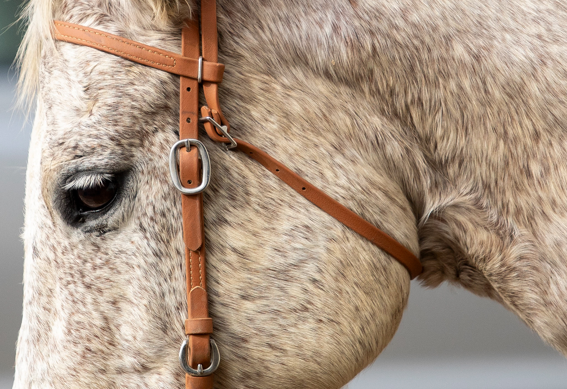 A horse stands outside the indoor arena during Smoke Rise Ranch’s Customer Appreciation Cattle Weekend at Smoke Rise Ranch in Murray City, Ohio, November 17, 2024. 