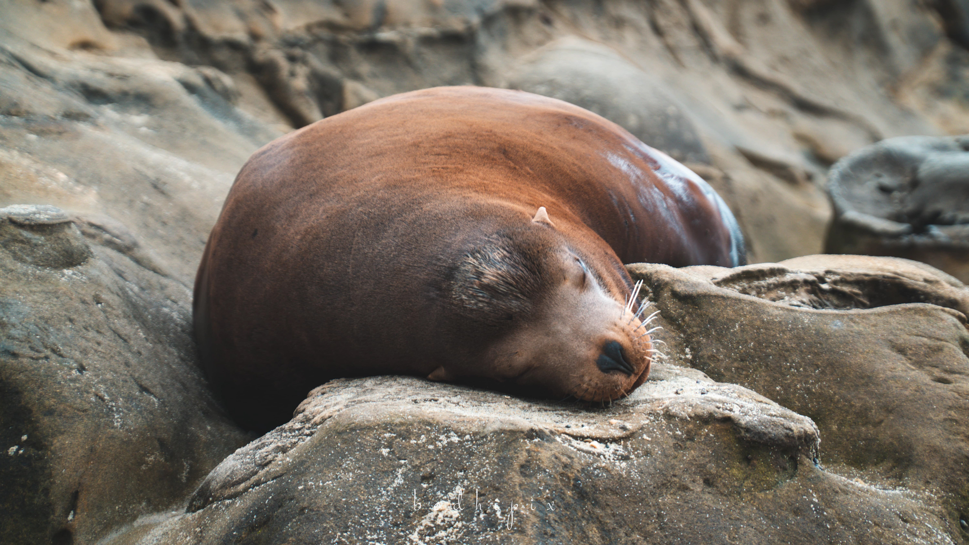 Seal at La Jolla, San Diego