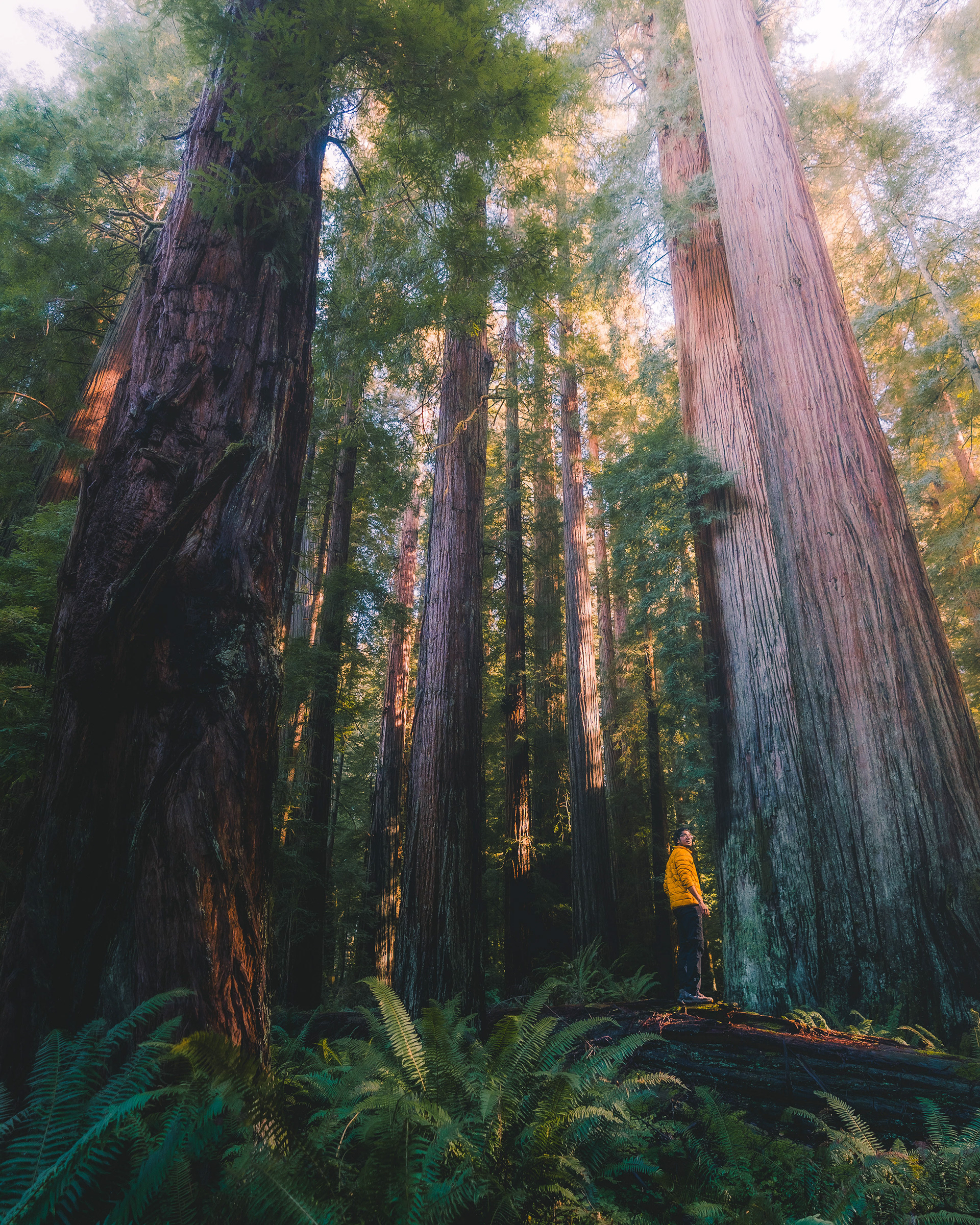 Redwoods, USA