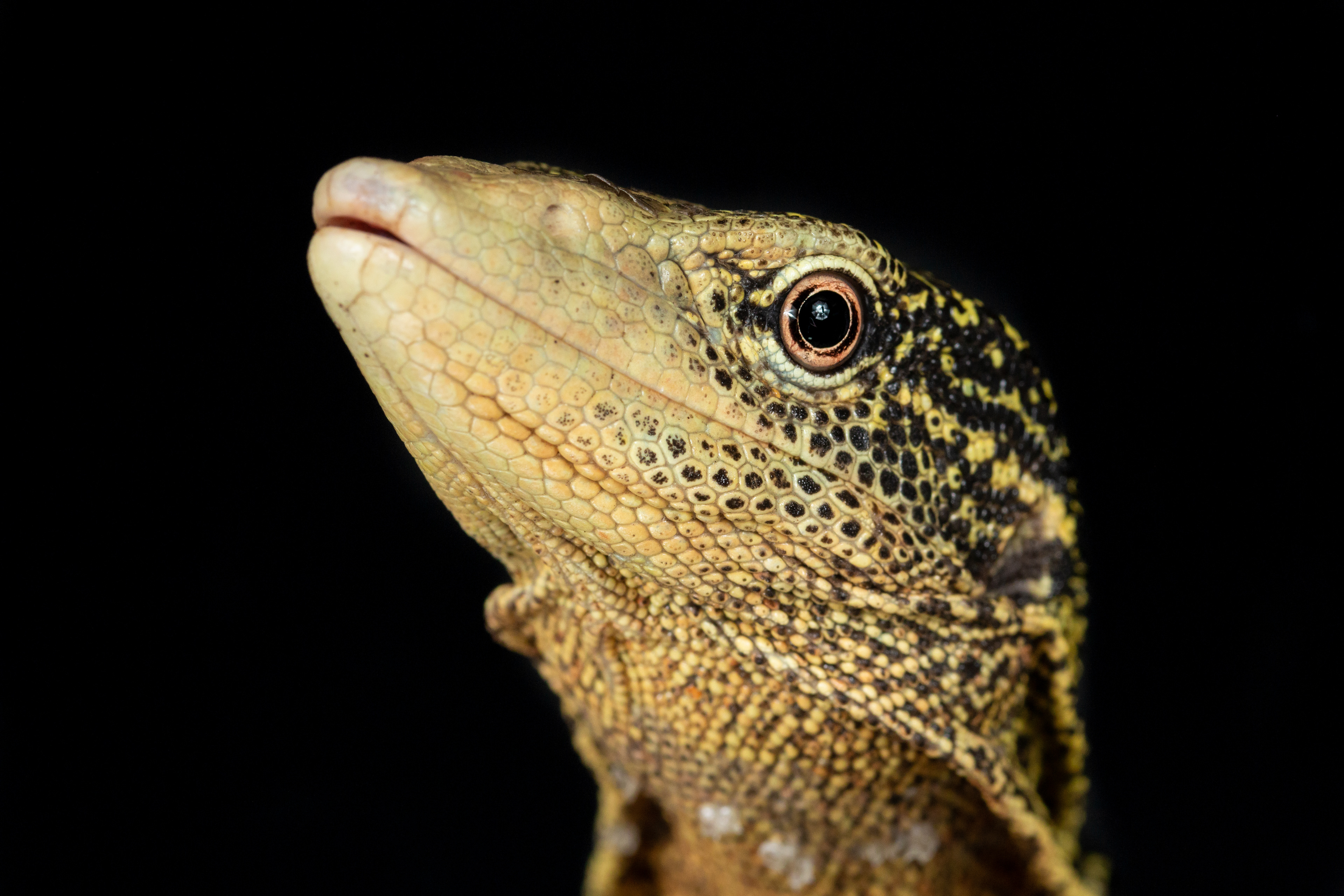 Varanus boehmei