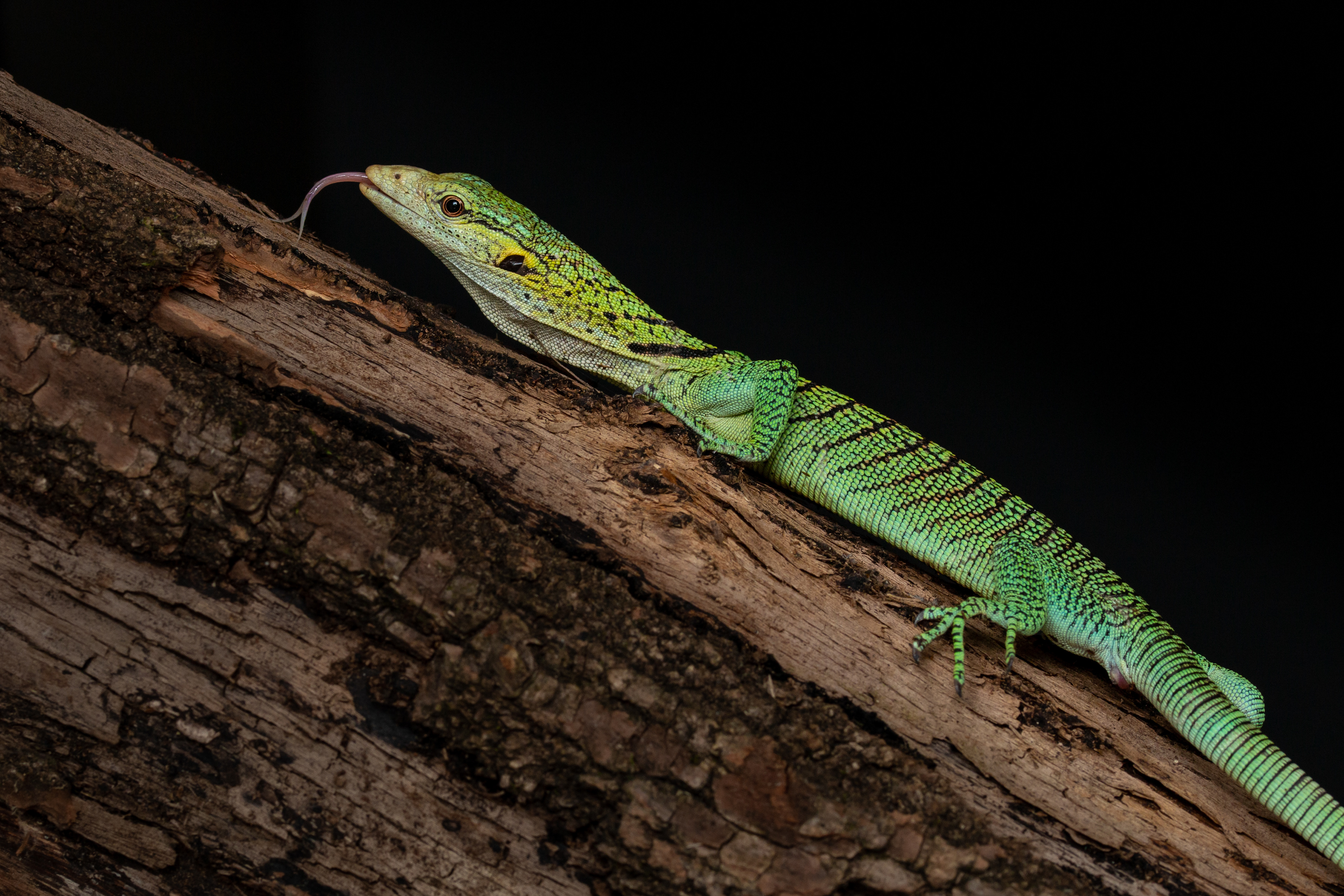 Varanus prasinus merauke"