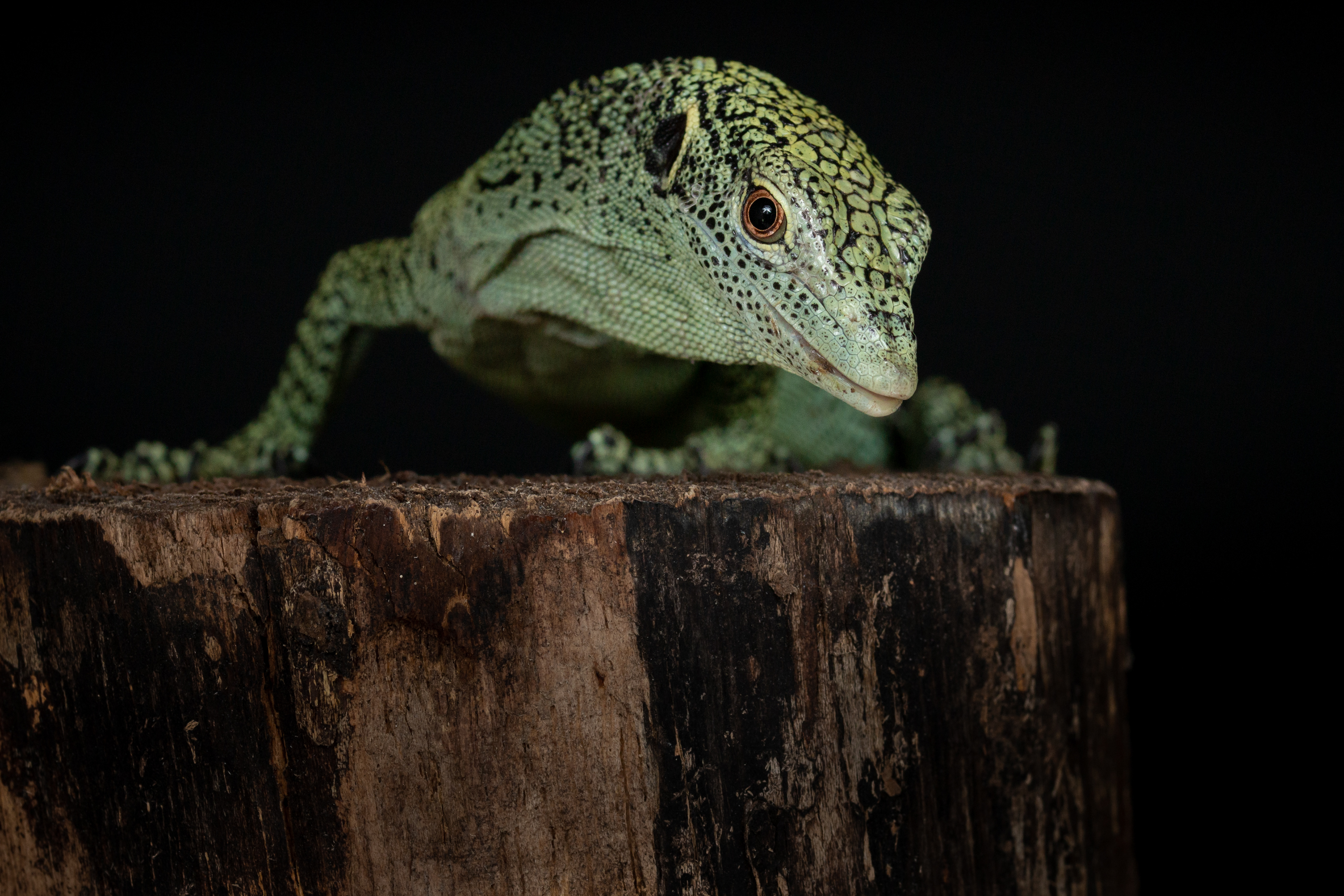 Varanus kordensis