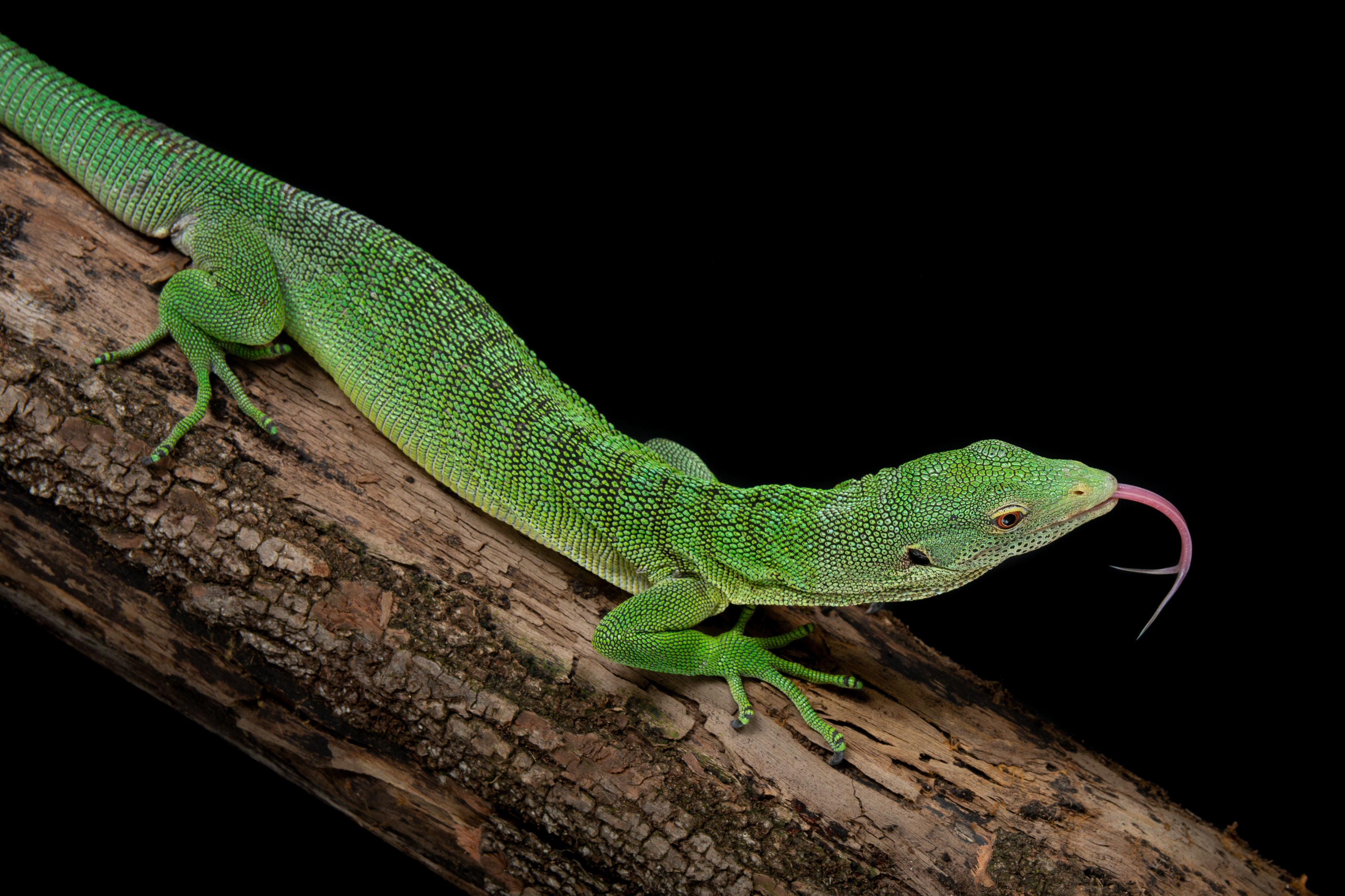Varanus prasinus "jayapura"