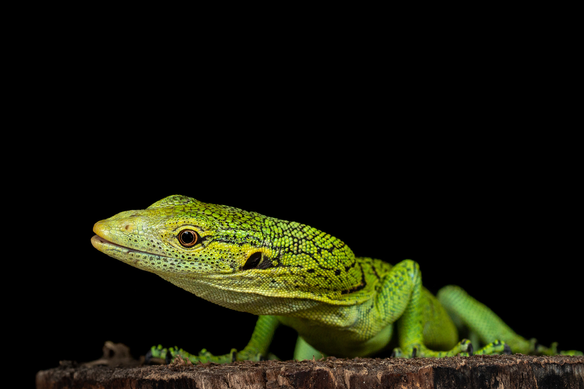 Varanus prasinus "merauke"