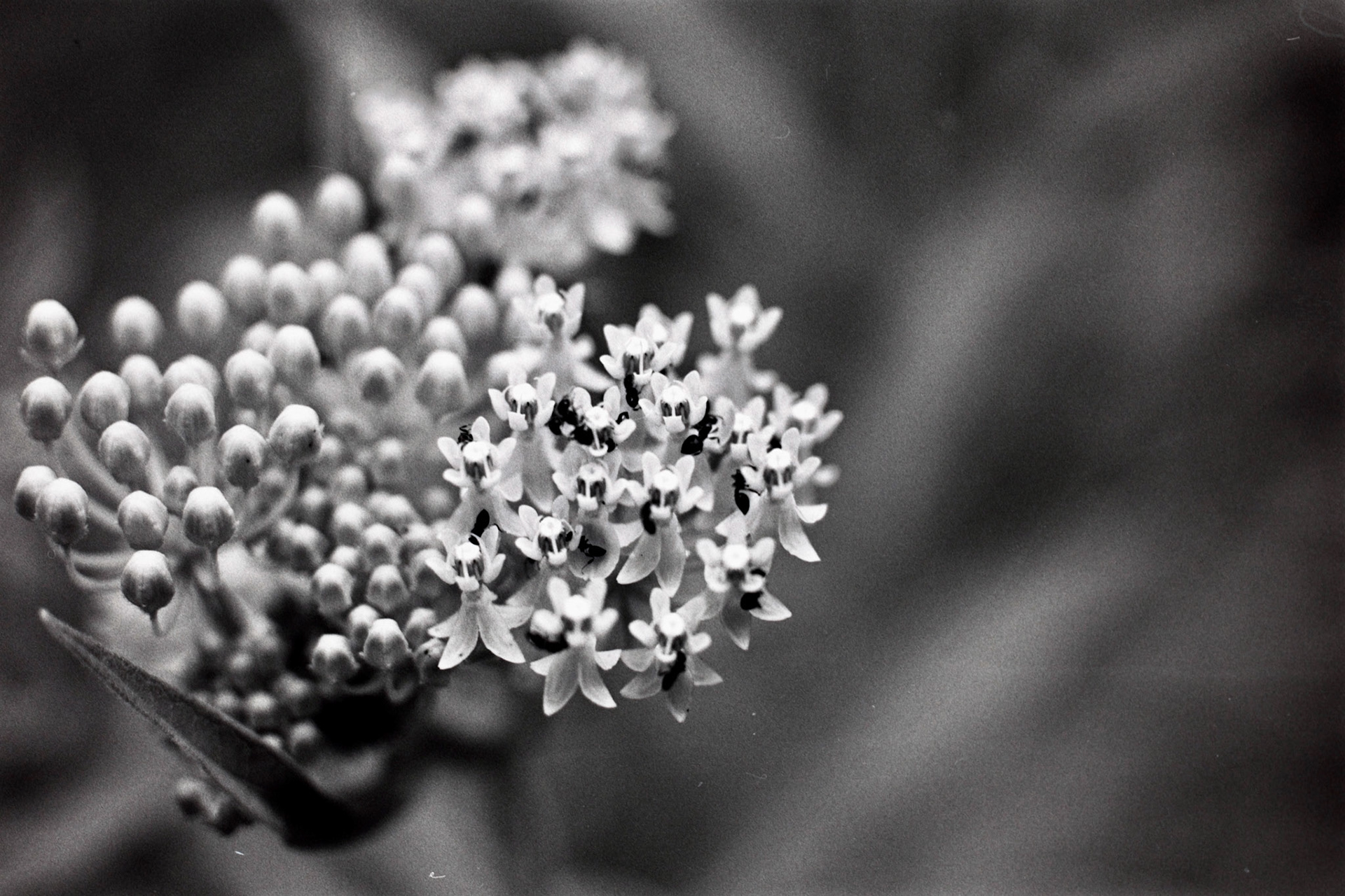 Nikon N90S | Nikon 105mm 3.5 Micro | Rollei Superpan 200Digitized with Fujifilm X-T5Negative Lab Pro v3.1.1 | Color Model: Basic | Pre-Sat: 3 | Tone Profile: Linear + Gamma | WB: Auto-Neutral | LUT: Frontier