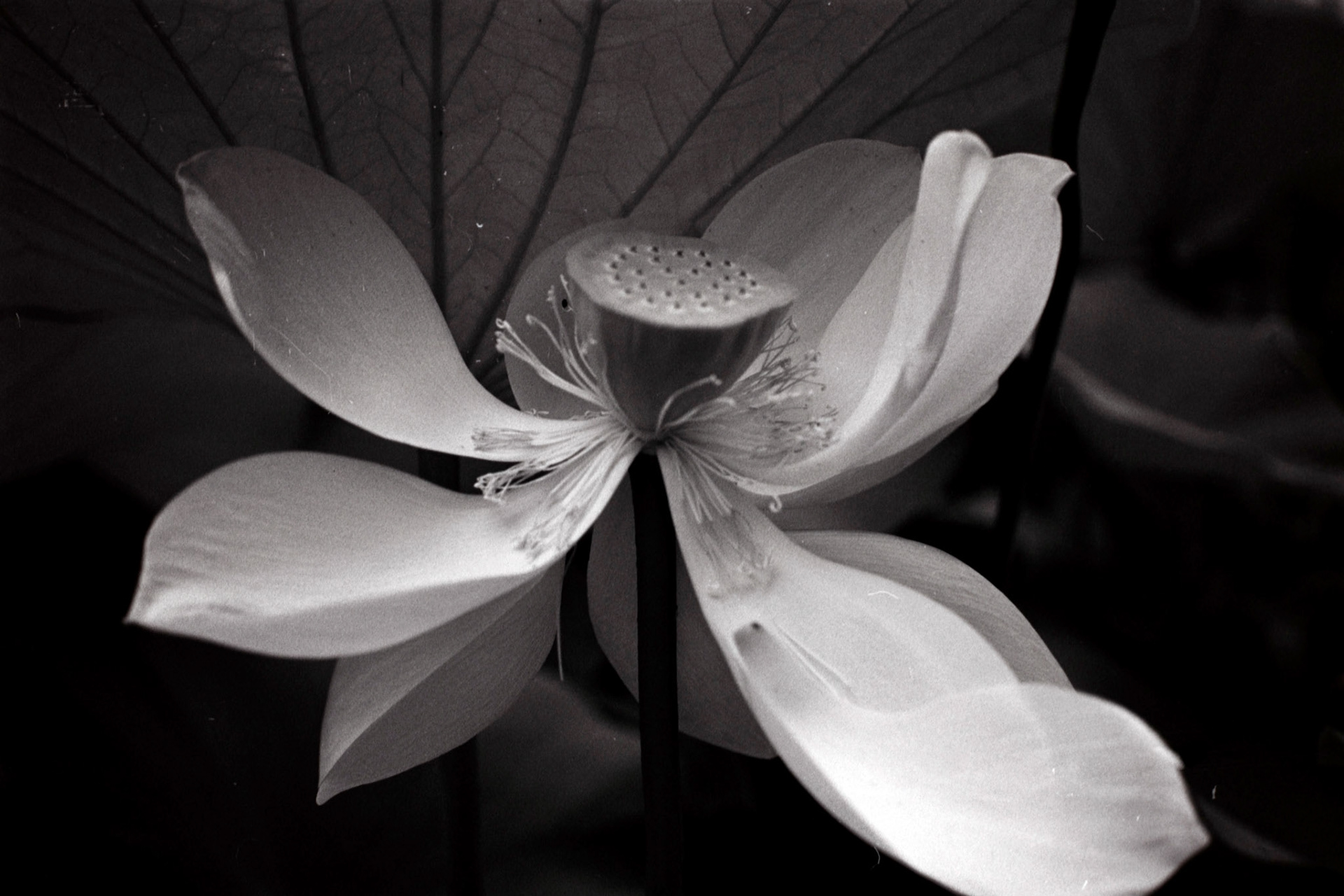 Nikon N90S | Nikon 105mm 3.5 Micro | Rollei Superpan 200Digitized with Fujifilm X-T5Negative Lab Pro v3.1.1 | Color Model: Basic | Pre-Sat: 3 | Tone Profile: Linear + Gamma | WB: Auto-Neutral | LUT: Frontier