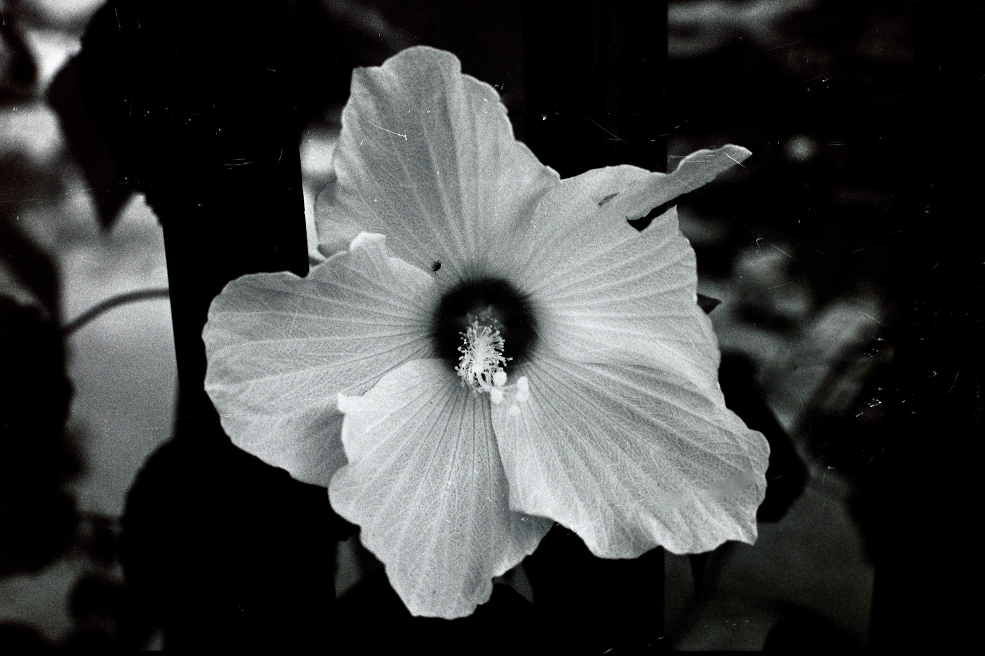 Nikon N90S | Nikon 105mm 3.5 Micro | Rollei Superpan 200Digitized with Fujifilm X-T5Negative Lab Pro v3.1.1 | Color Model: Basic | Pre-Sat: 3 | Tone Profile: Linear + Gamma | WB: Auto-Neutral | LUT: Frontier