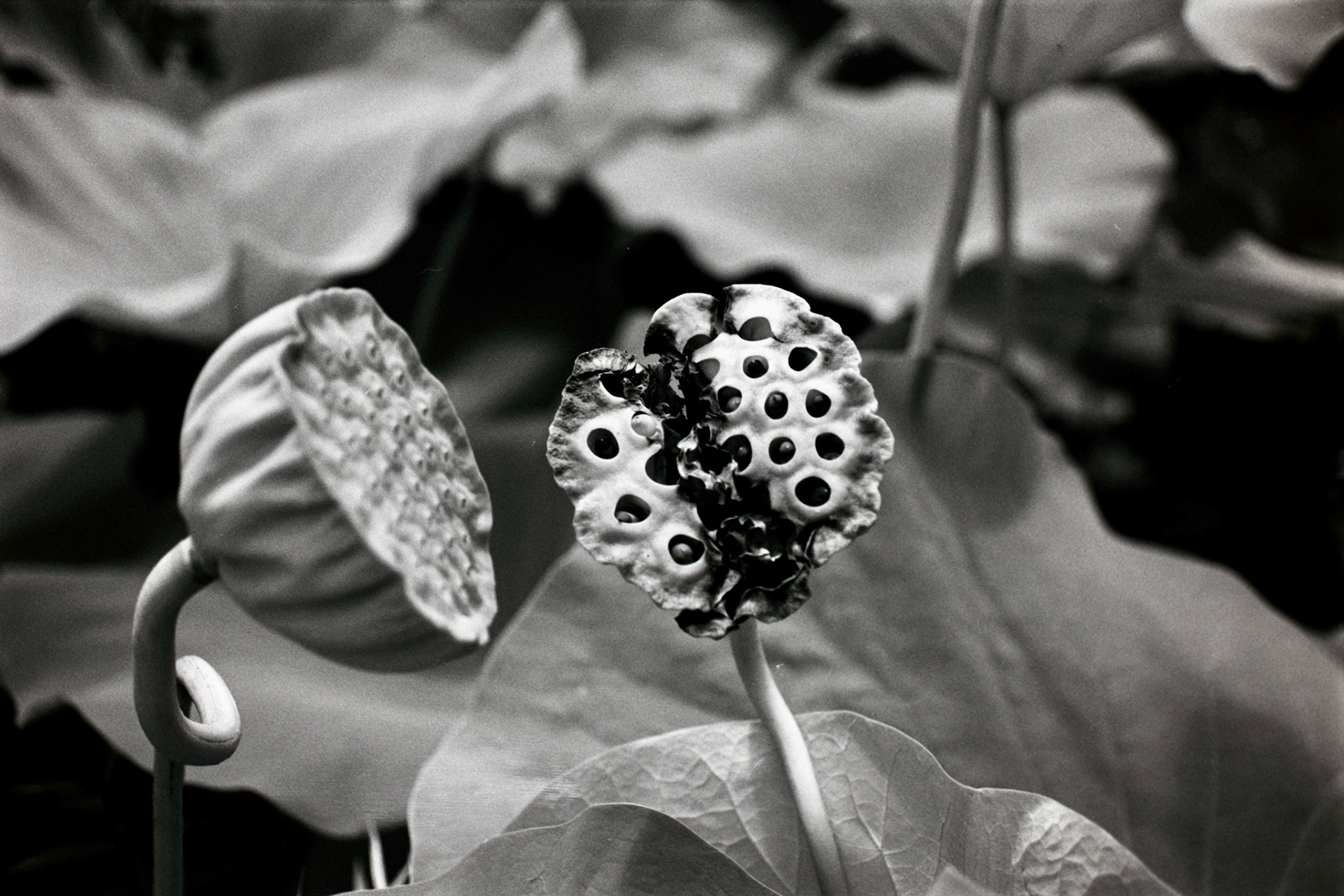 Nikon N90S | Nikon 105mm 3.5 Micro | Rollei Superpan 200Digitized with Fujifilm X-T5Negative Lab Pro v3.1.1 | Color Model: Basic | Pre-Sat: 3 | Tone Profile: Linear + Gamma | WB: Auto-Neutral | LUT: Frontier