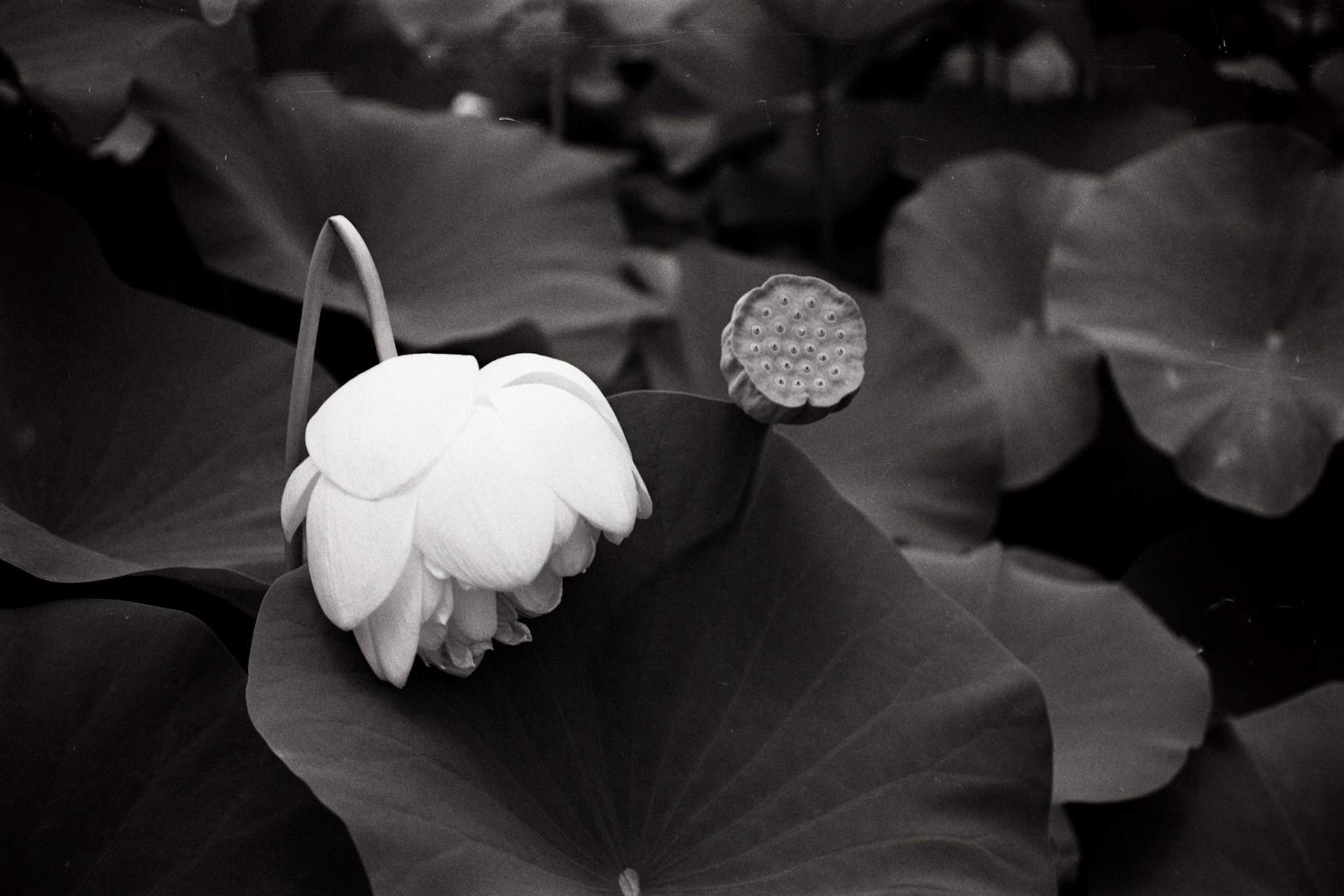 Nikon N90S | Nikon 105mm 3.5 Micro | Rollei Superpan 200Digitized with Fujifilm X-T5Negative Lab Pro v3.1.1 | Color Model: Basic | Pre-Sat: 3 | Tone Profile: Linear + Gamma | WB: Auto-Neutral | LUT: Frontier