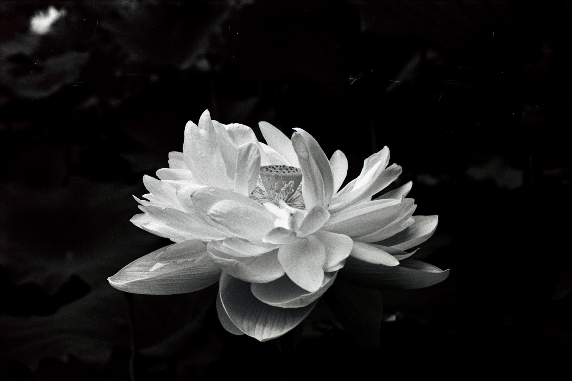 Nikon N90S | Nikon 105mm 3.5 Micro | Rollei Superpan 200Digitized with Fujifilm X-T5Negative Lab Pro v3.1.1 | Color Model: Basic | Pre-Sat: 3 | Tone Profile: Linear + Gamma | WB: Auto-Neutral | LUT: Frontier