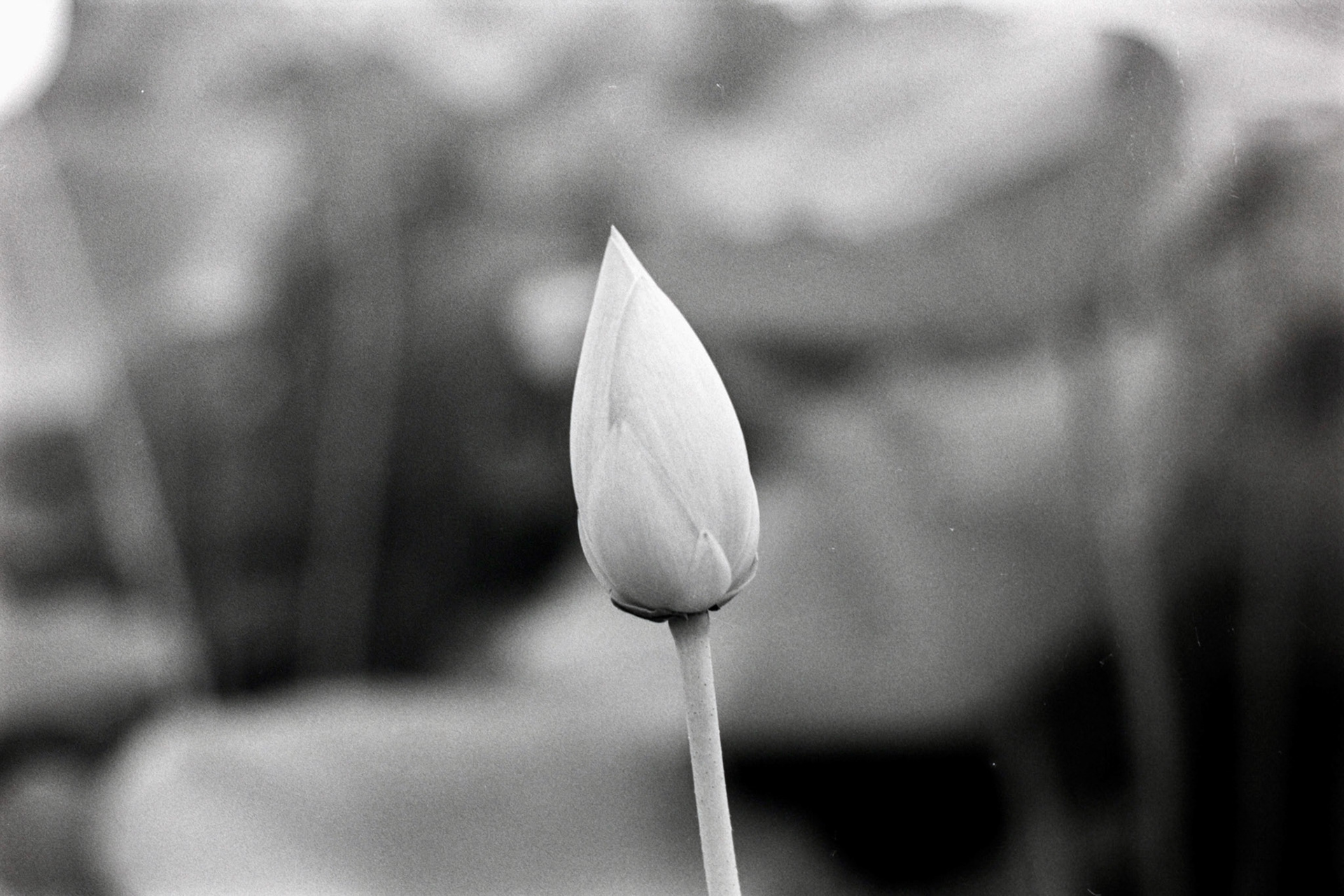 Nikon N90S | Nikon 105mm 3.5 Micro | Rollei Superpan 200Digitized with Fujifilm X-T5Negative Lab Pro v3.1.1 | Color Model: Basic | Pre-Sat: 3 | Tone Profile: Linear + Gamma | WB: Auto-Neutral | LUT: Frontier