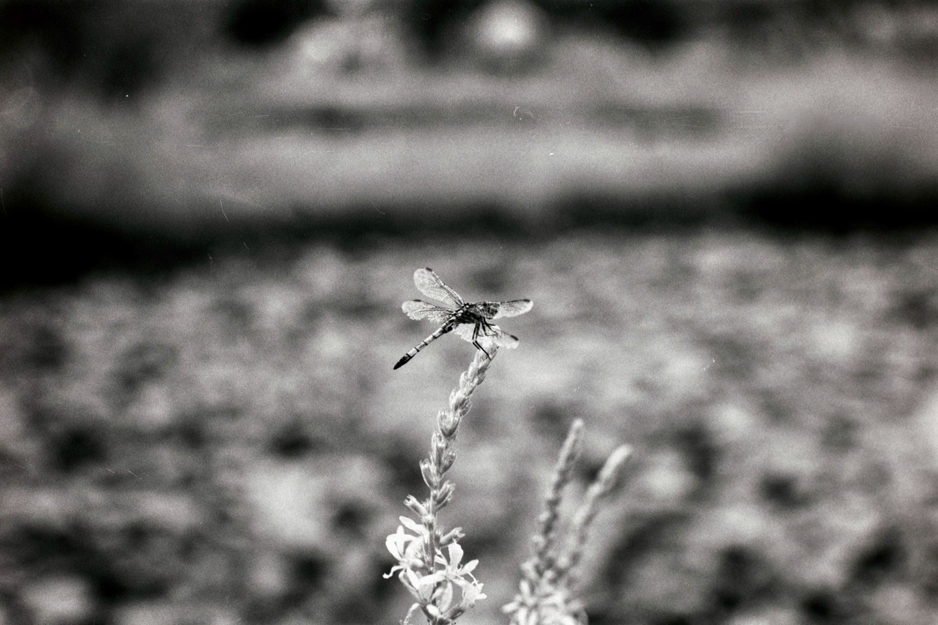 Nikon N90S | Nikon 105mm 3.5 Micro | Rollei Superpan 200Digitized with Fujifilm X-T5Negative Lab Pro v3.1.1 | Color Model: Basic | Pre-Sat: 3 | Tone Profile: Linear + Gamma | WB: Auto-Neutral | LUT: Frontier