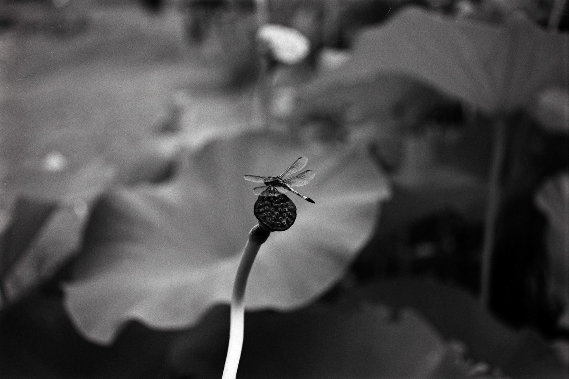 Nikon N90S | Nikon 105mm 3.5 Micro | Rollei Superpan 200Digitized with Fujifilm X-T5Negative Lab Pro v3.1.1 | Color Model: Basic | Pre-Sat: 3 | Tone Profile: Linear + Gamma | WB: Auto-Neutral | LUT: Frontier