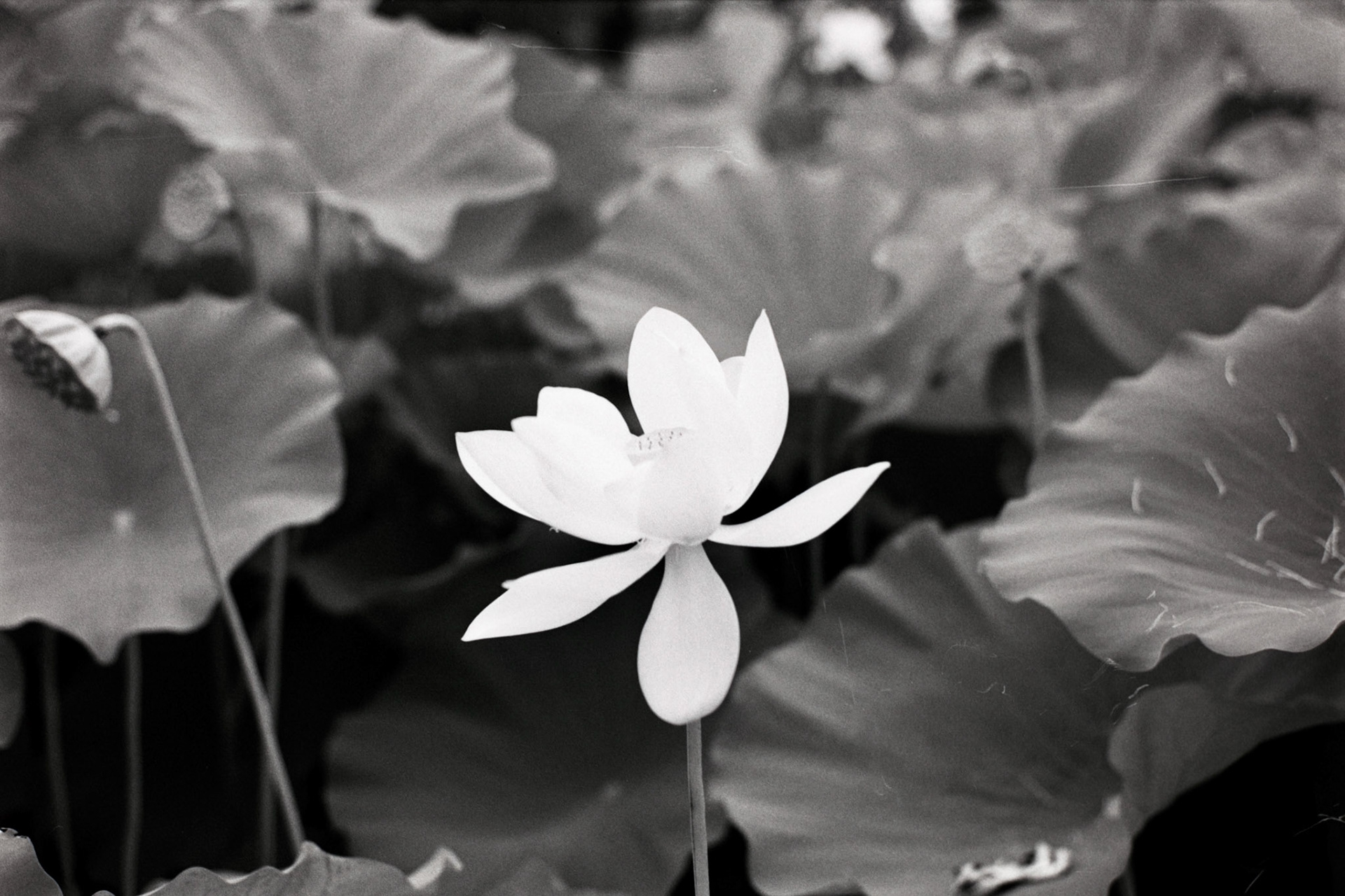 Nikon N90S | Nikon 105mm 3.5 Micro | Rollei Superpan 200Digitized with Fujifilm X-T5Negative Lab Pro v3.1.1 | Color Model: Basic | Pre-Sat: 3 | Tone Profile: Linear + Gamma | WB: Auto-Neutral | LUT: Frontier