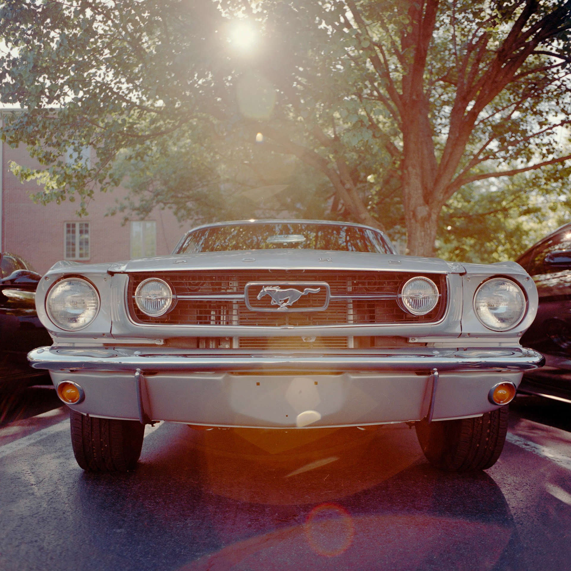 Mamiya C330 | 50mm | Portra 400 Negative Lab Pro v3.0.2 | Color Model: Basic | Pre-Sat: 3 | Tone Profile: Linear | WB: Auto-Warm | LUT: Natural