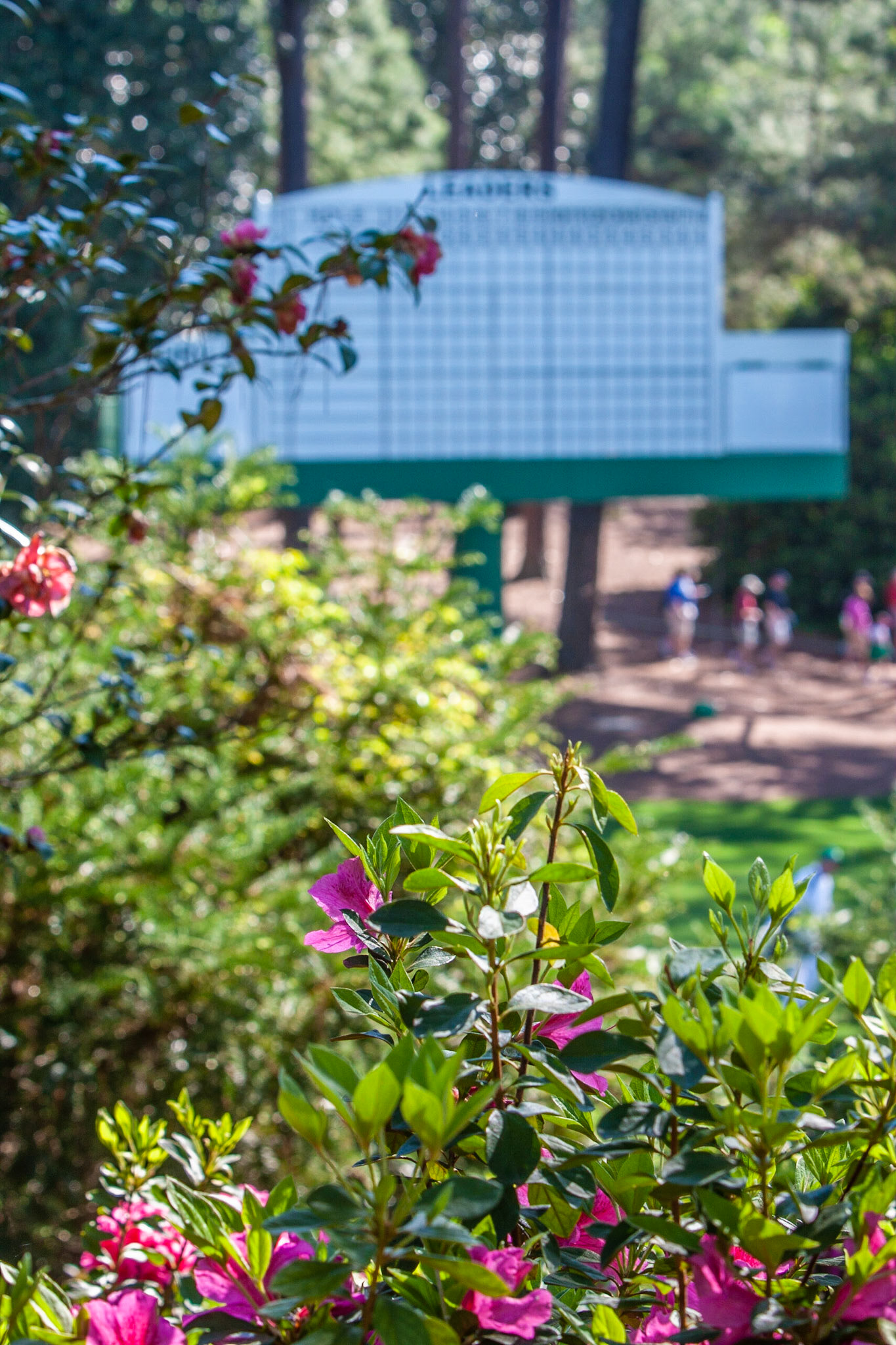 Azaleas and the traditional manual scoreboard