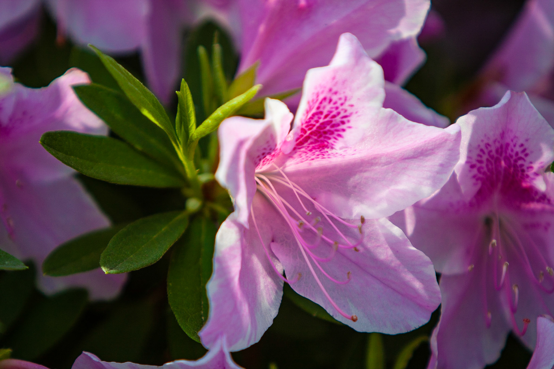 Azaleas in bloom