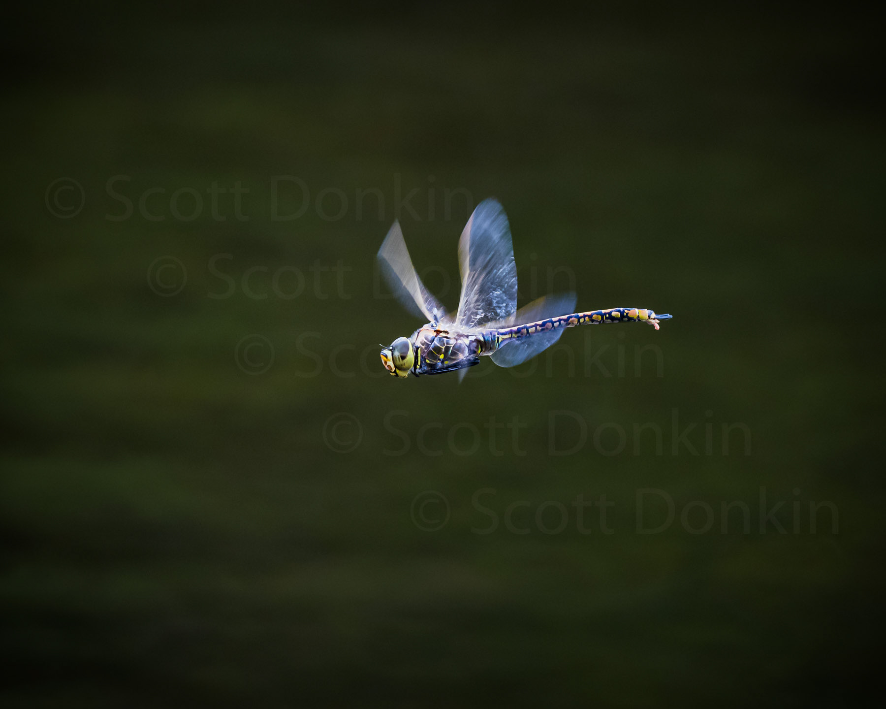 Australian Emporer Dragonfly (Anax papuensis). Centennial Parklands, Sydney. 19 September 2020.