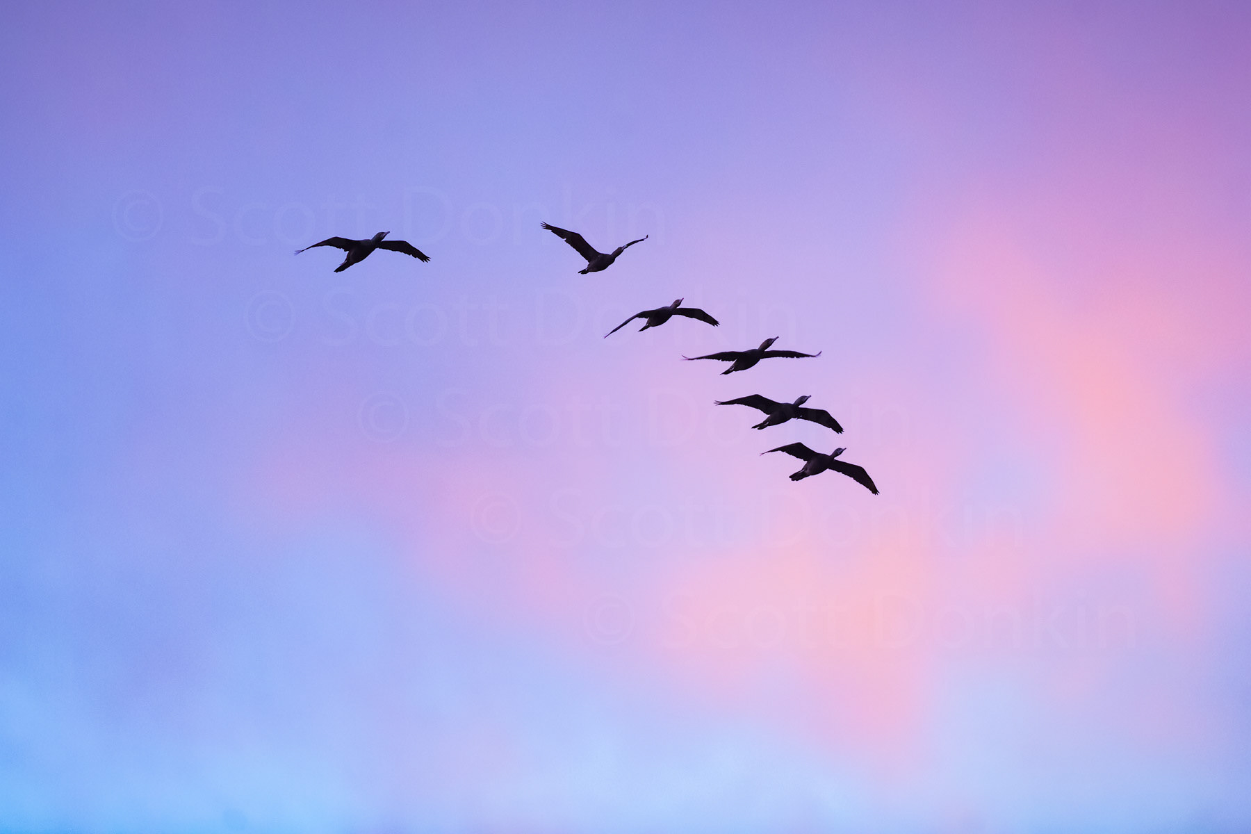 Little Black Cormorant (Halacrocorax sulcirostris) flying over Centennial Parklands, Sydney, at sunset. 23 November 2018.