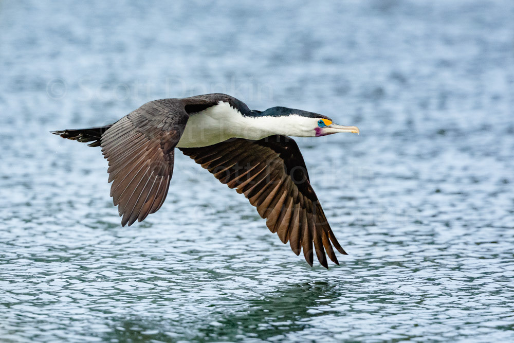 Pied Cormorant (Phalacrocorax varius) in flight. Centennial Parklands, Sydney. 8 April 2018.