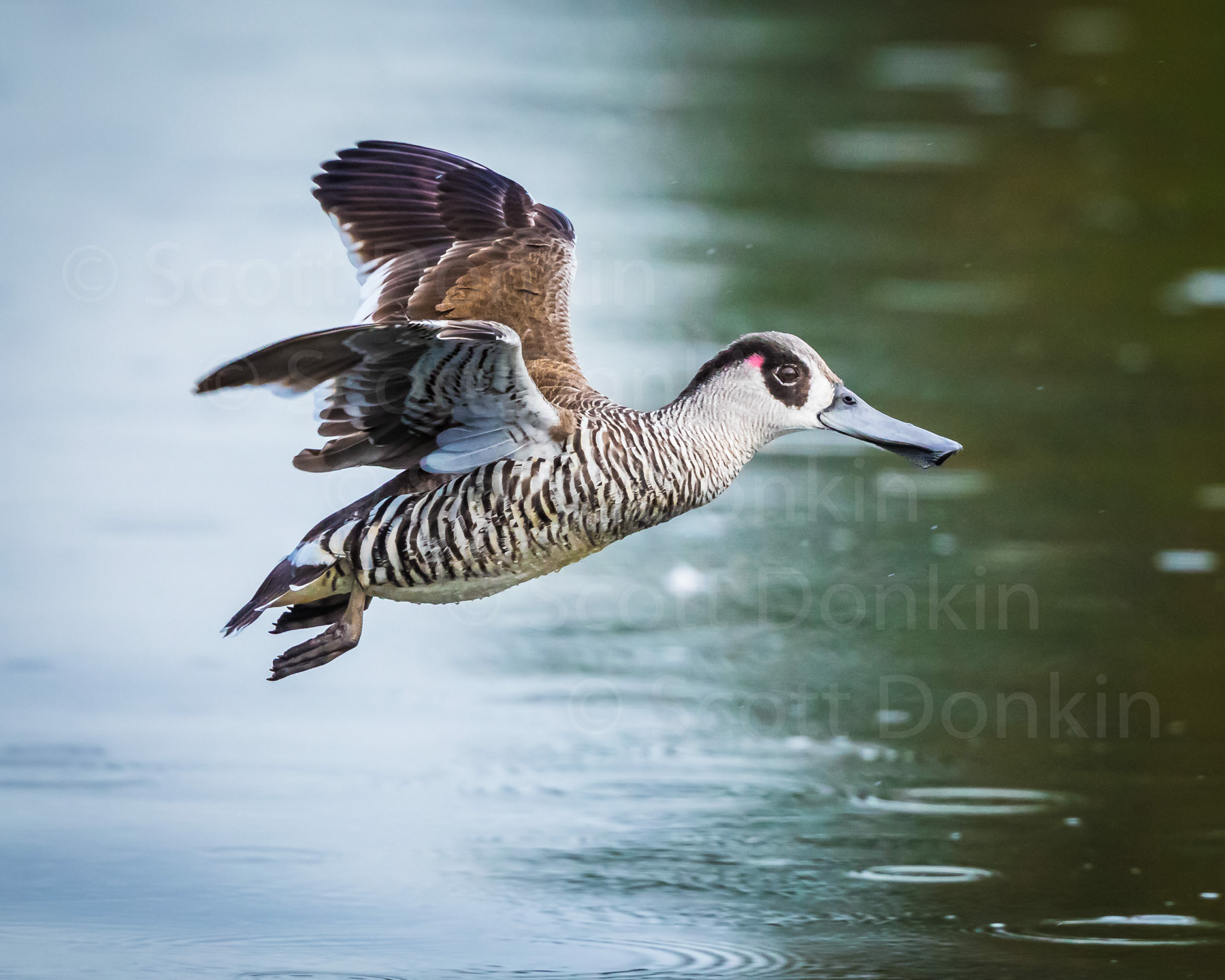 Pink-eared duck (Malacorhynchus membranaceus).  Centennial Parklands, Sydney. 25 September 2018.