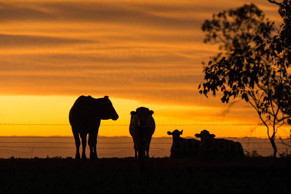 License this photo by Scott Donkin on Adobe Stock.