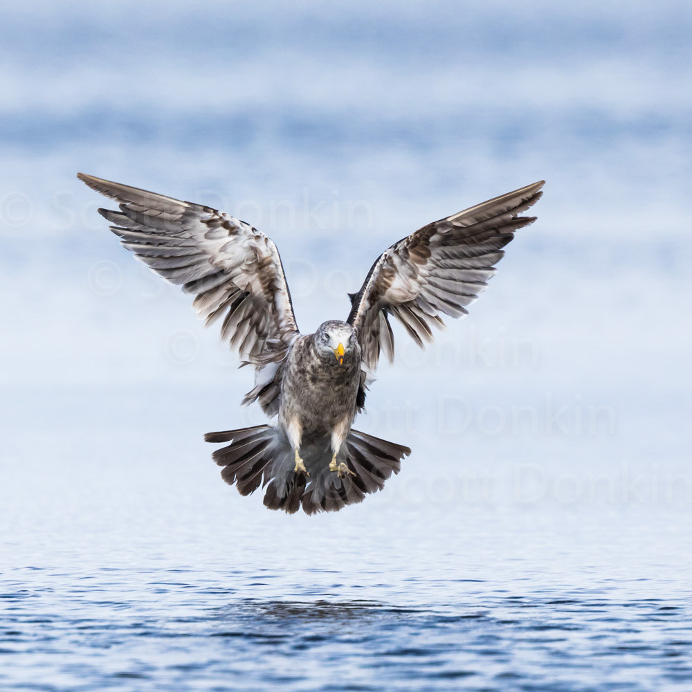 Juvenile Pacific Gull (Larus pacificus). Strahan, Tasmania. 26 December 2019.