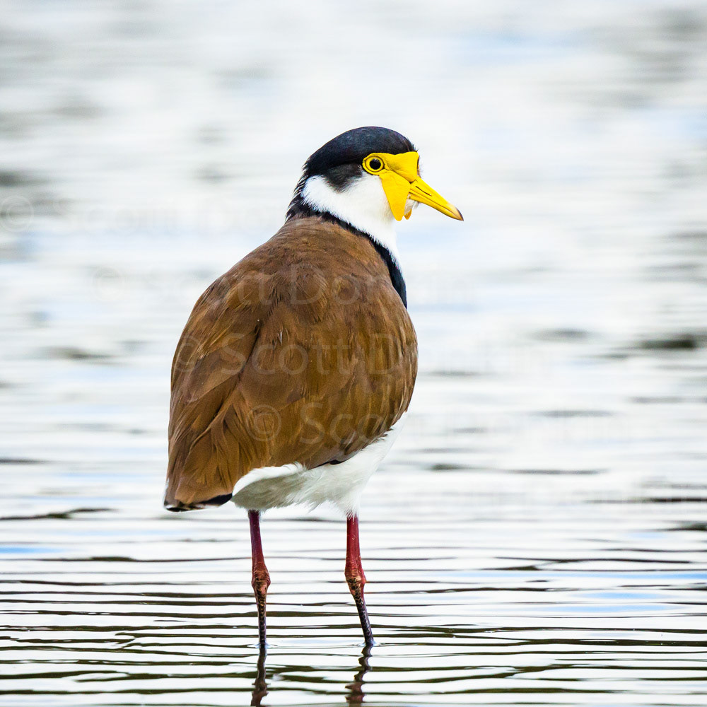 Masked lapwing (Vanellus miles).  Centennial Parklands, Sydney. 18 April 2018.