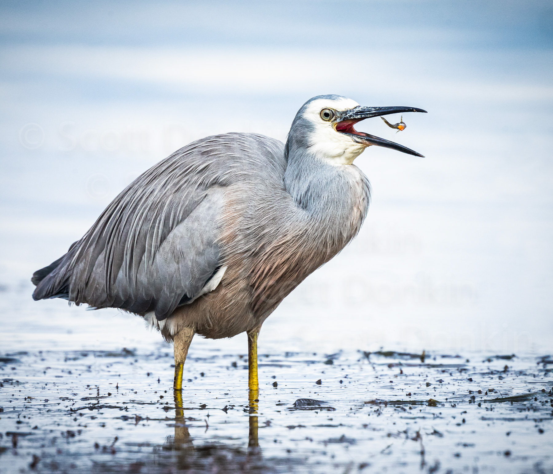 White-faced Heron (Egretta novaehollandiae). Long Jetty. NSW. 1 October 2018.