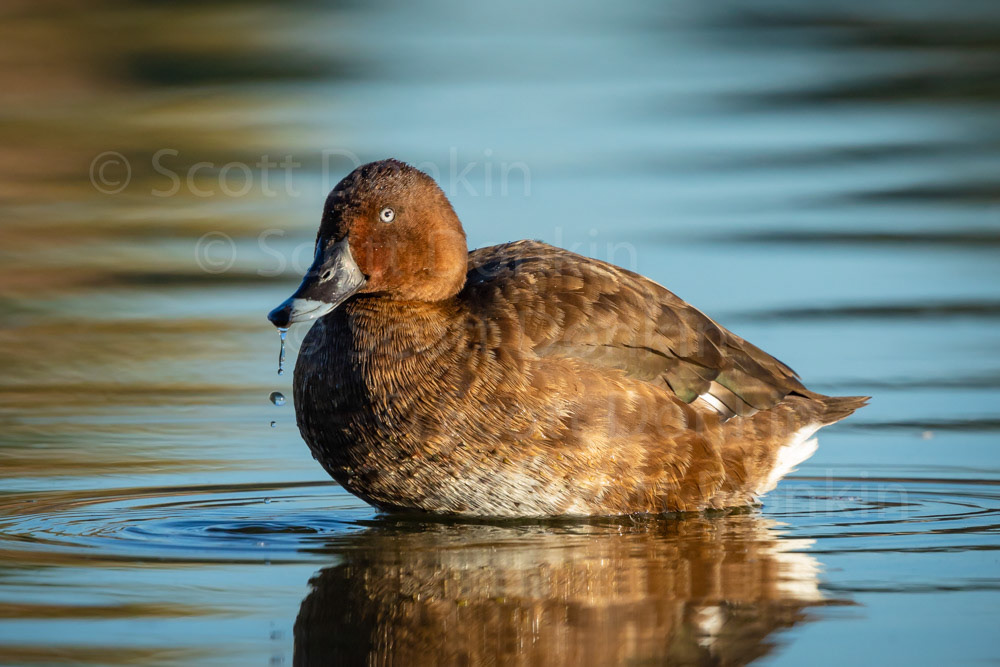 Hardhead (Aythya australis).  Centennial Parklands, Sydney.  6 May 2018.