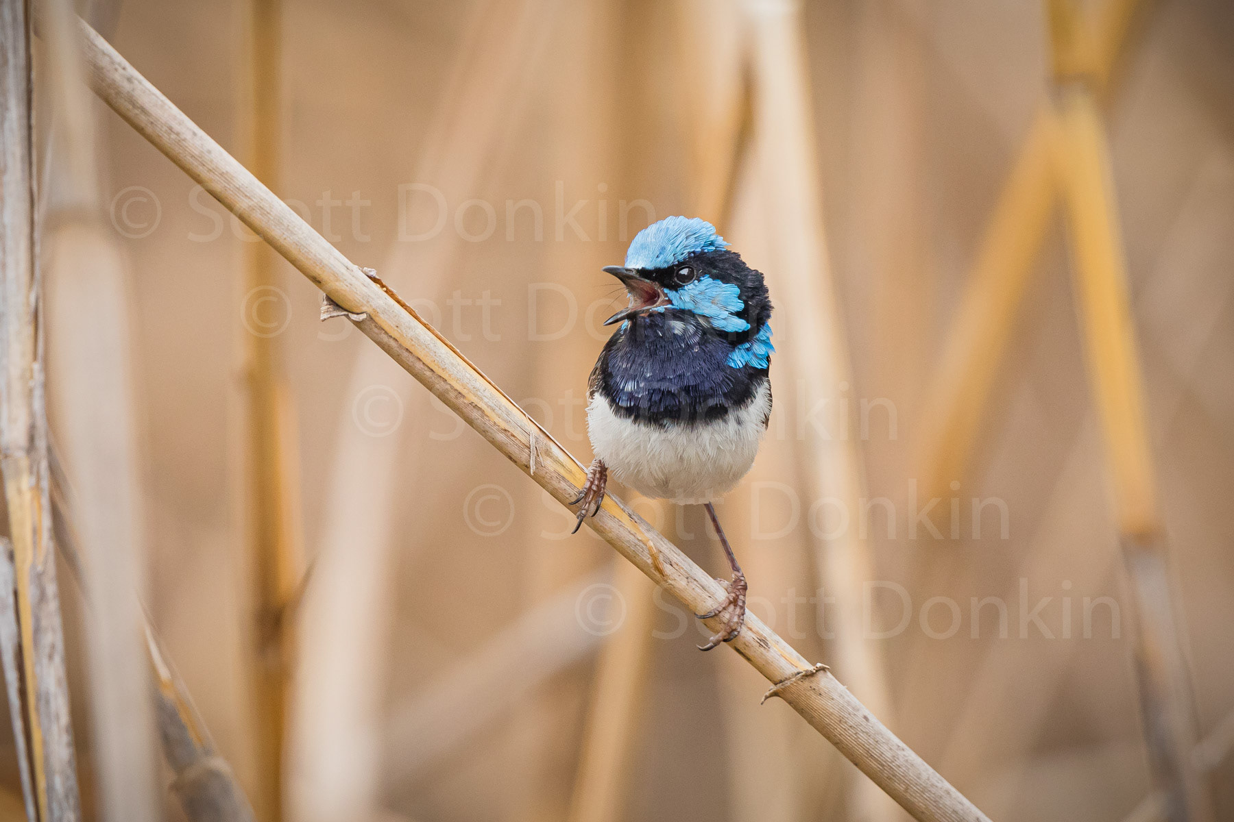 Adult male Superb Fairy-wren (Malurus cyaneus) amongst dry reeds. Menah, NSW.  30 January 2019.